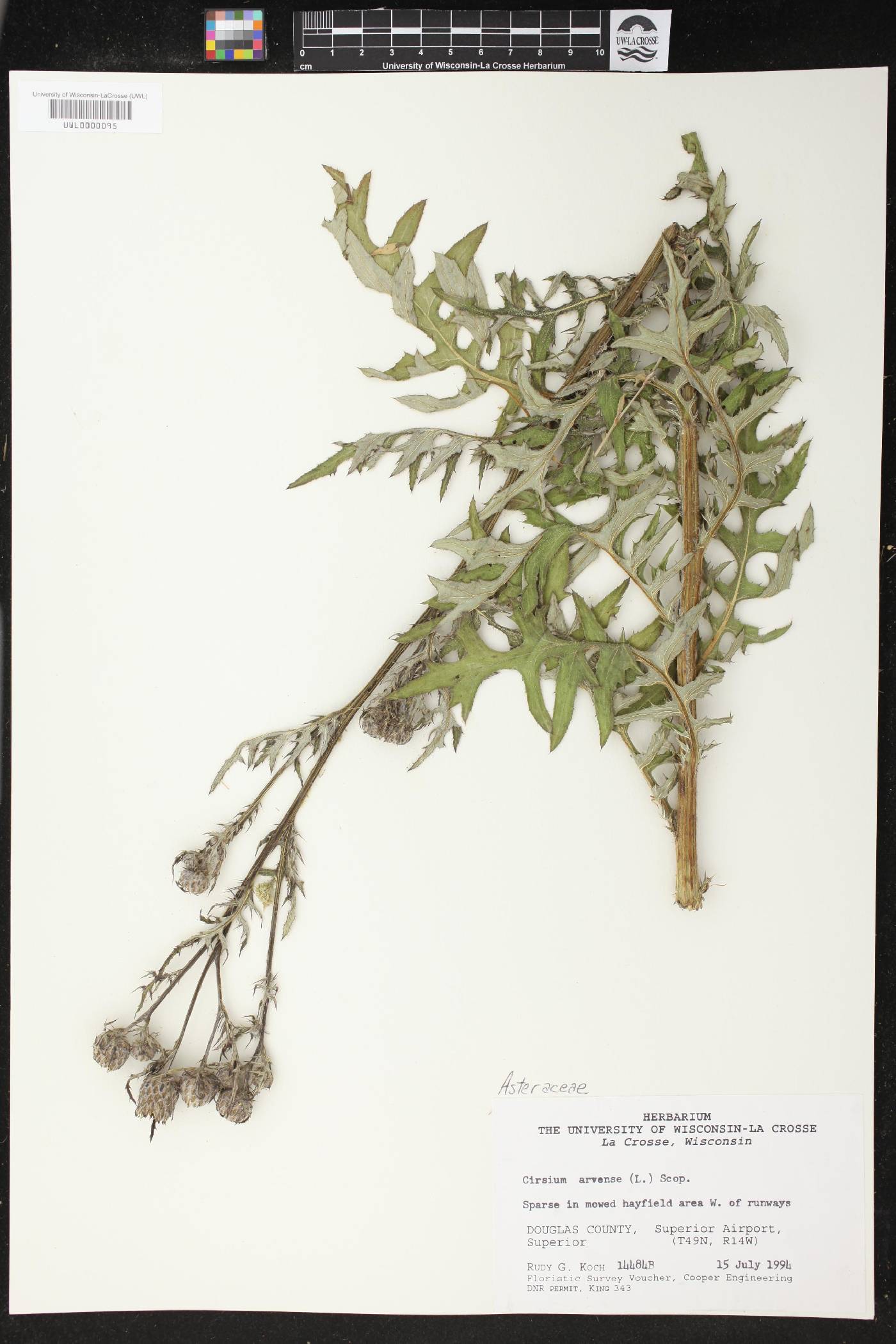 Cirsium arvense image