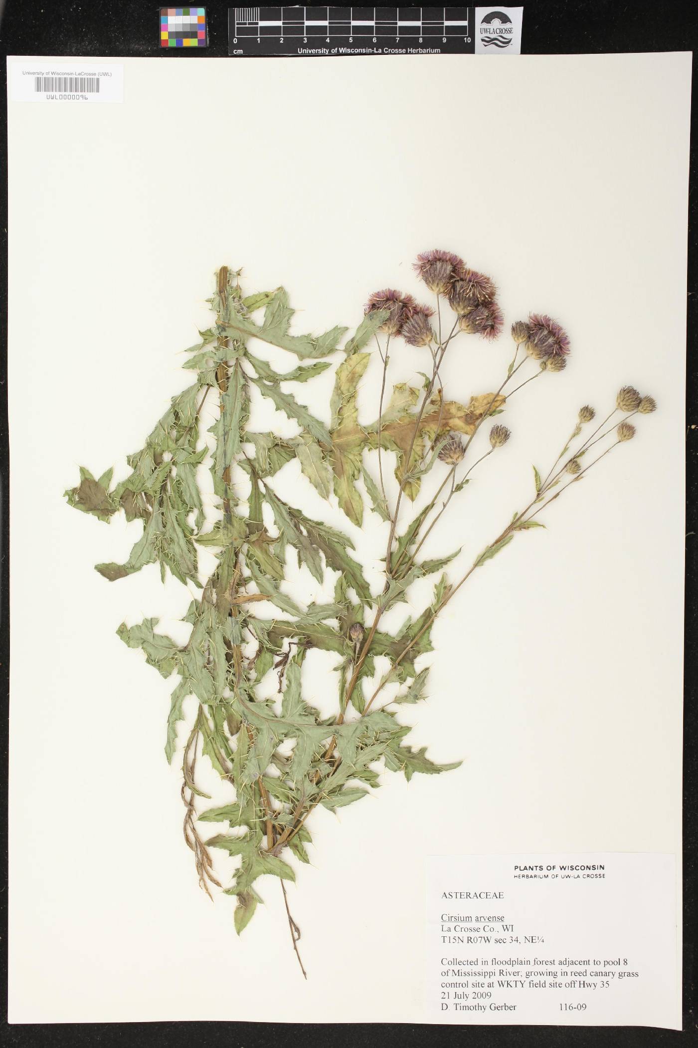 Cirsium arvense image