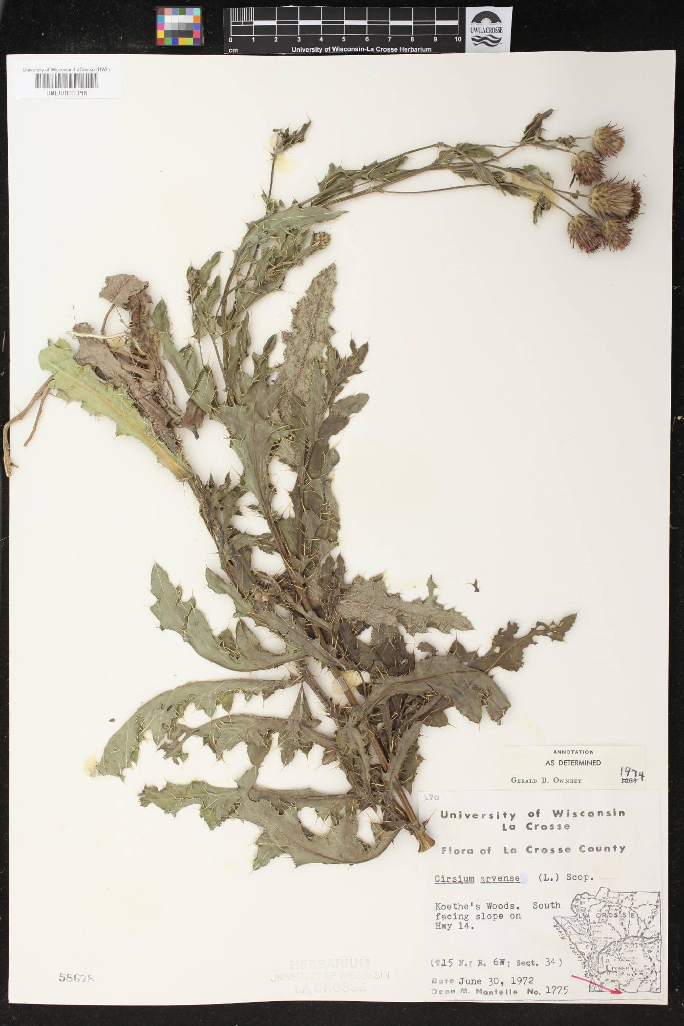 Cirsium arvense image