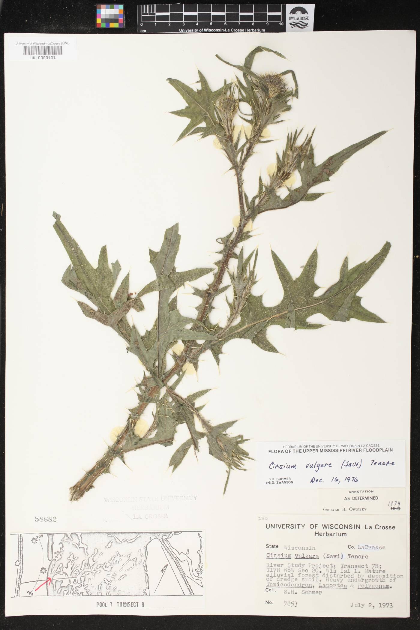 Cirsium vulgare image