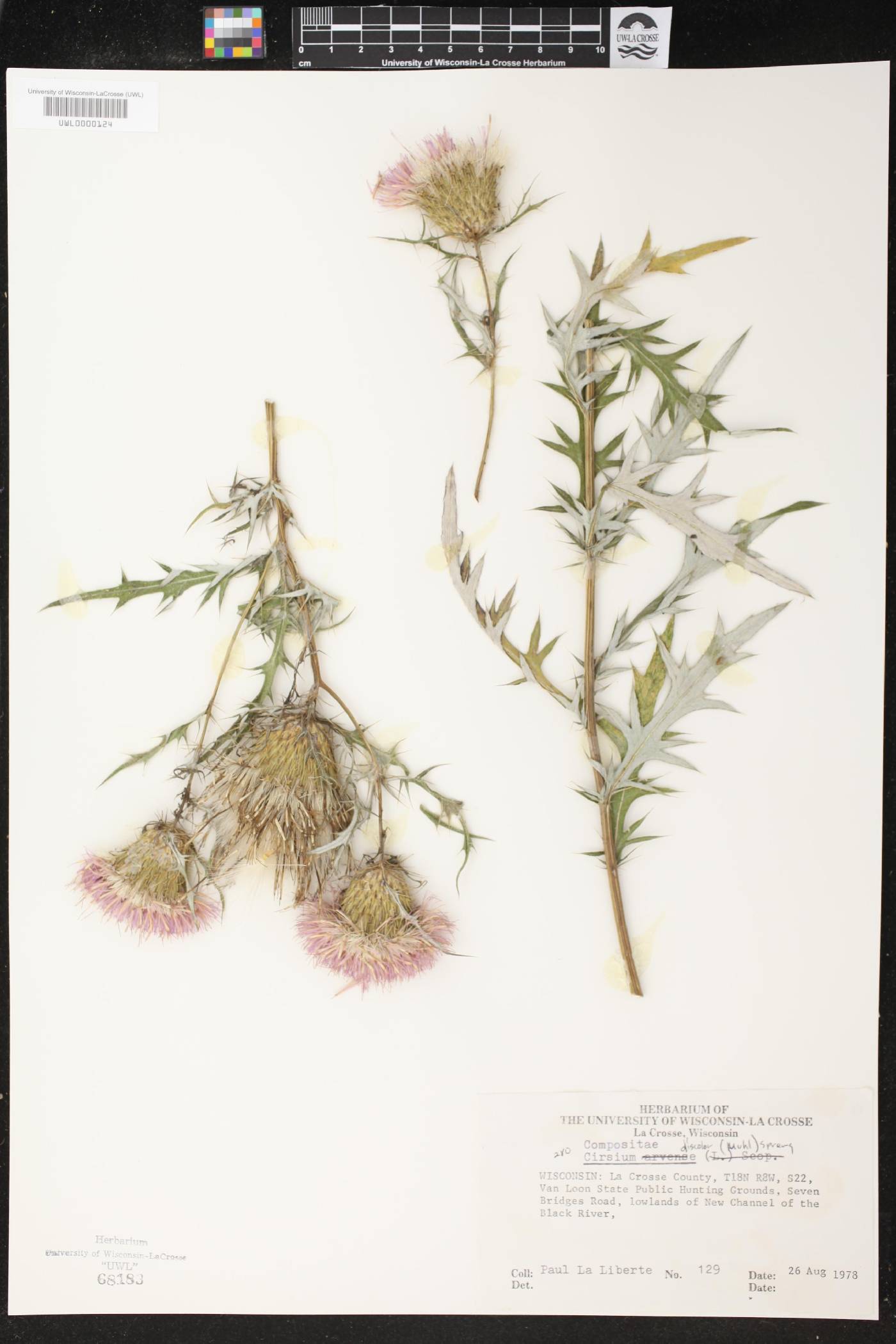 Cirsium discolor image