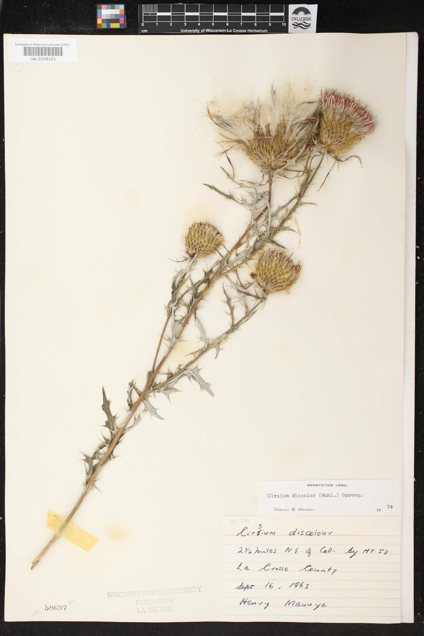 Cirsium discolor image