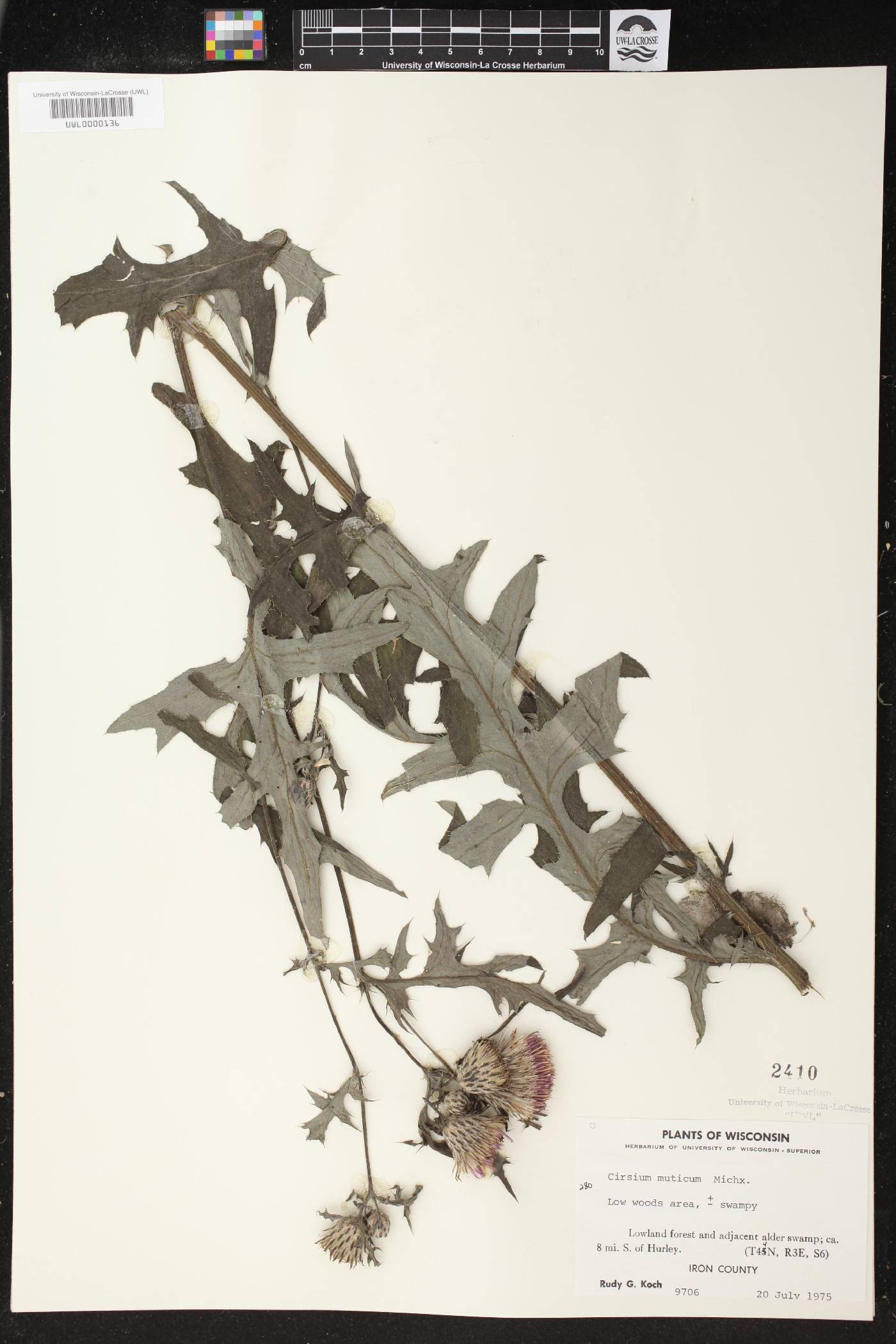 Cirsium muticum image
