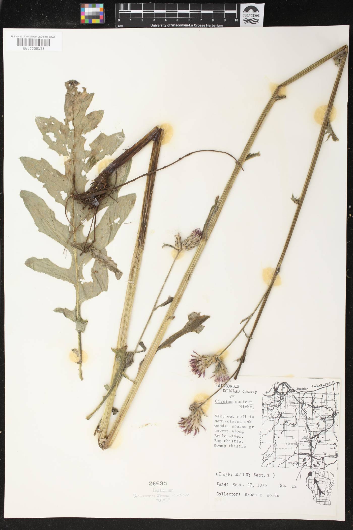 Cirsium muticum image