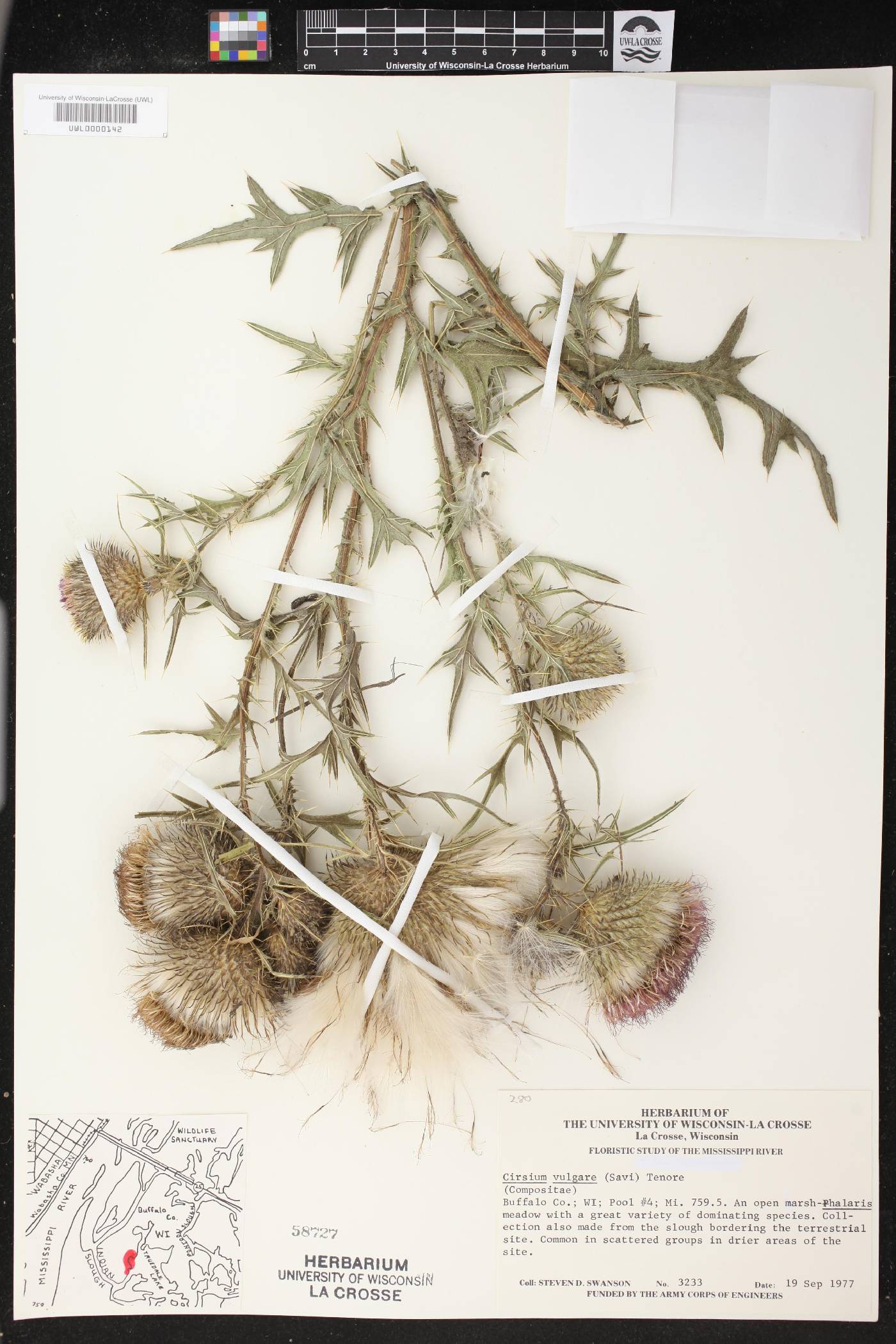 Cirsium vulgare image