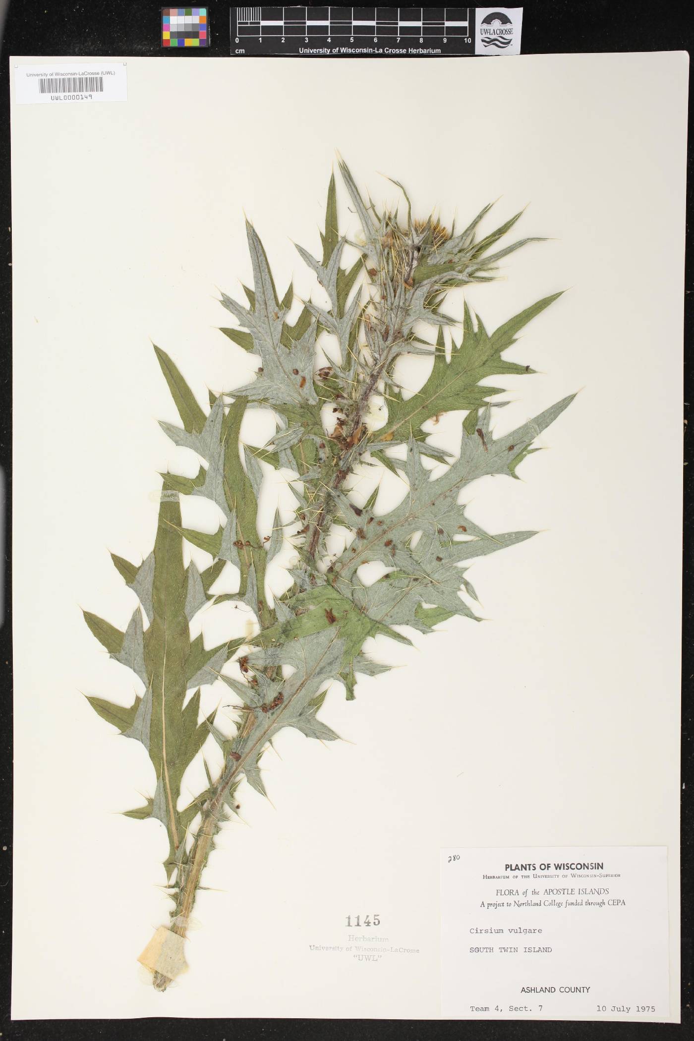 Cirsium vulgare image