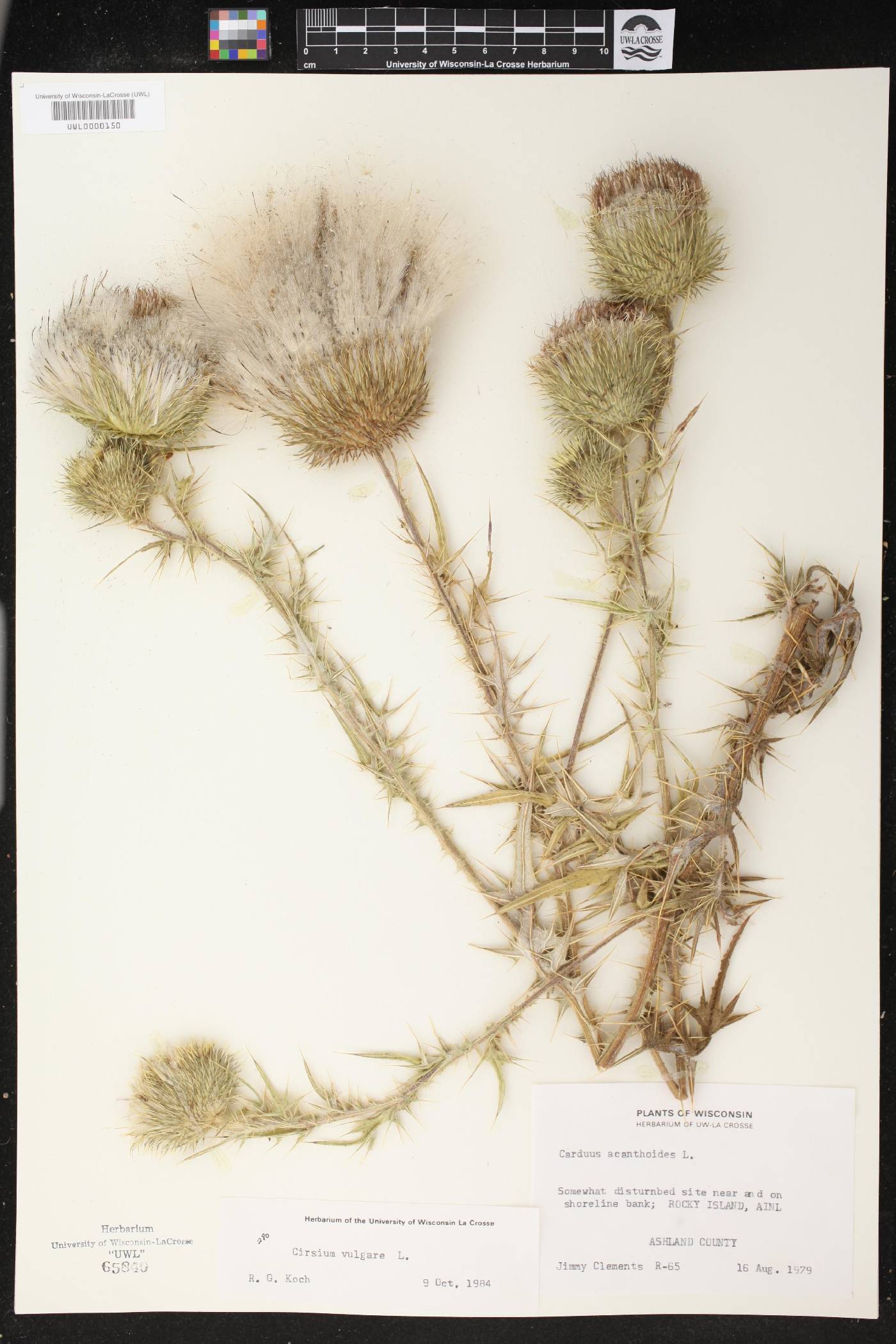 Cirsium vulgare image