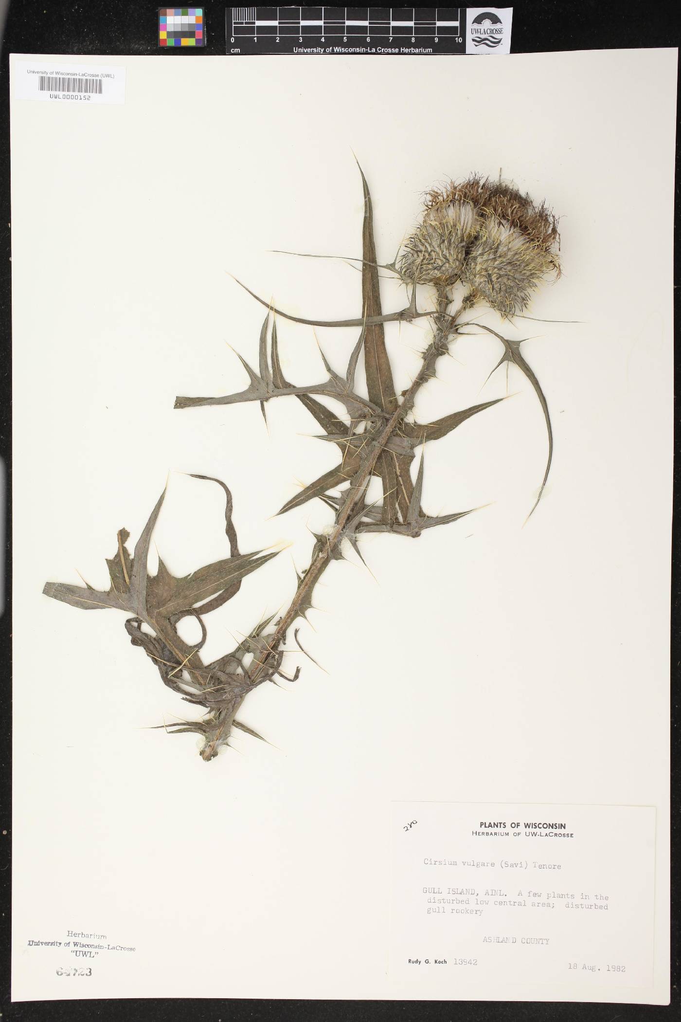 Cirsium vulgare image