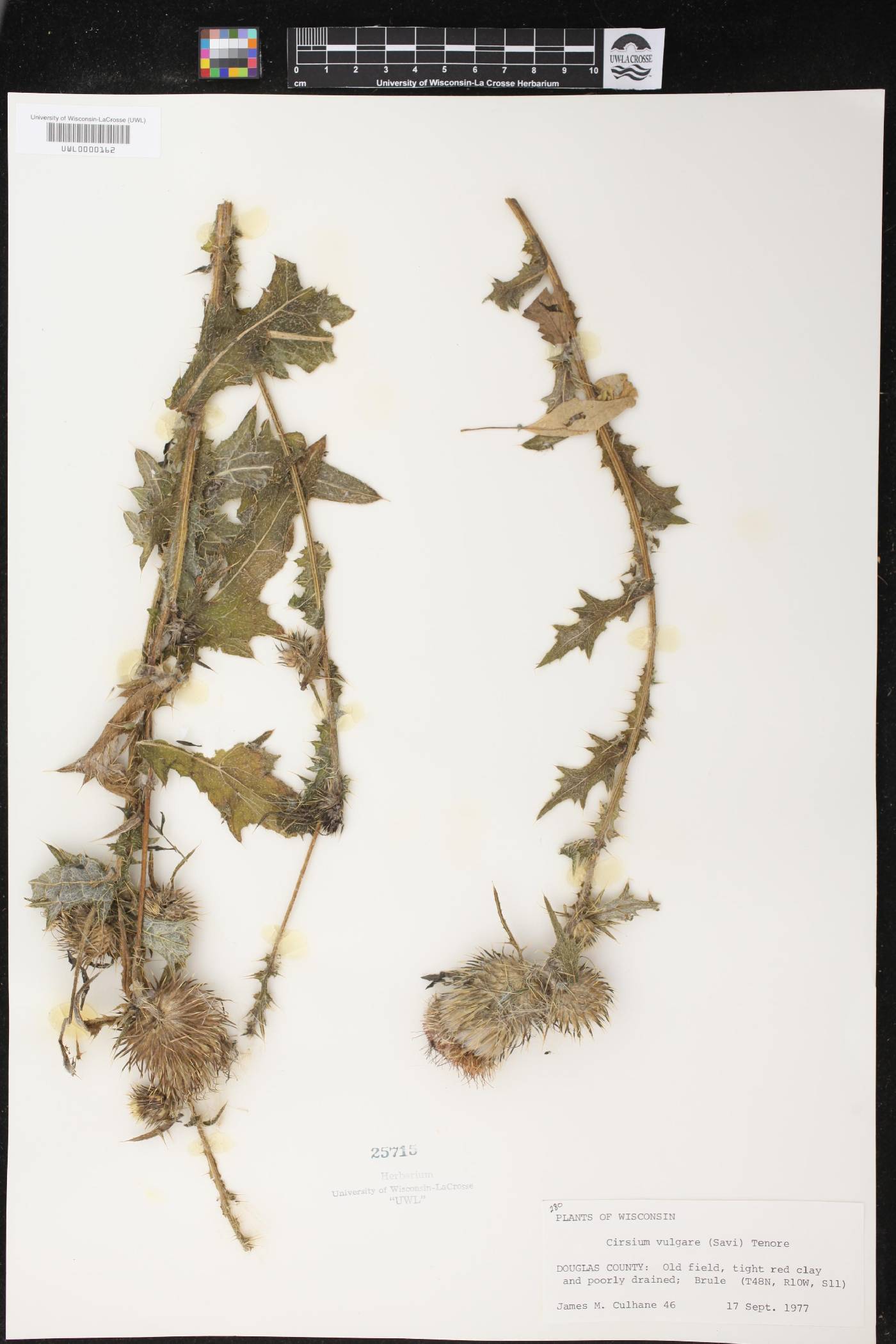 Cirsium vulgare image