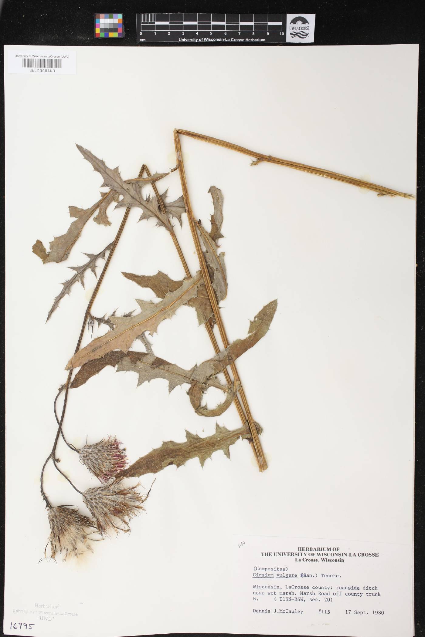 Cirsium vulgare image