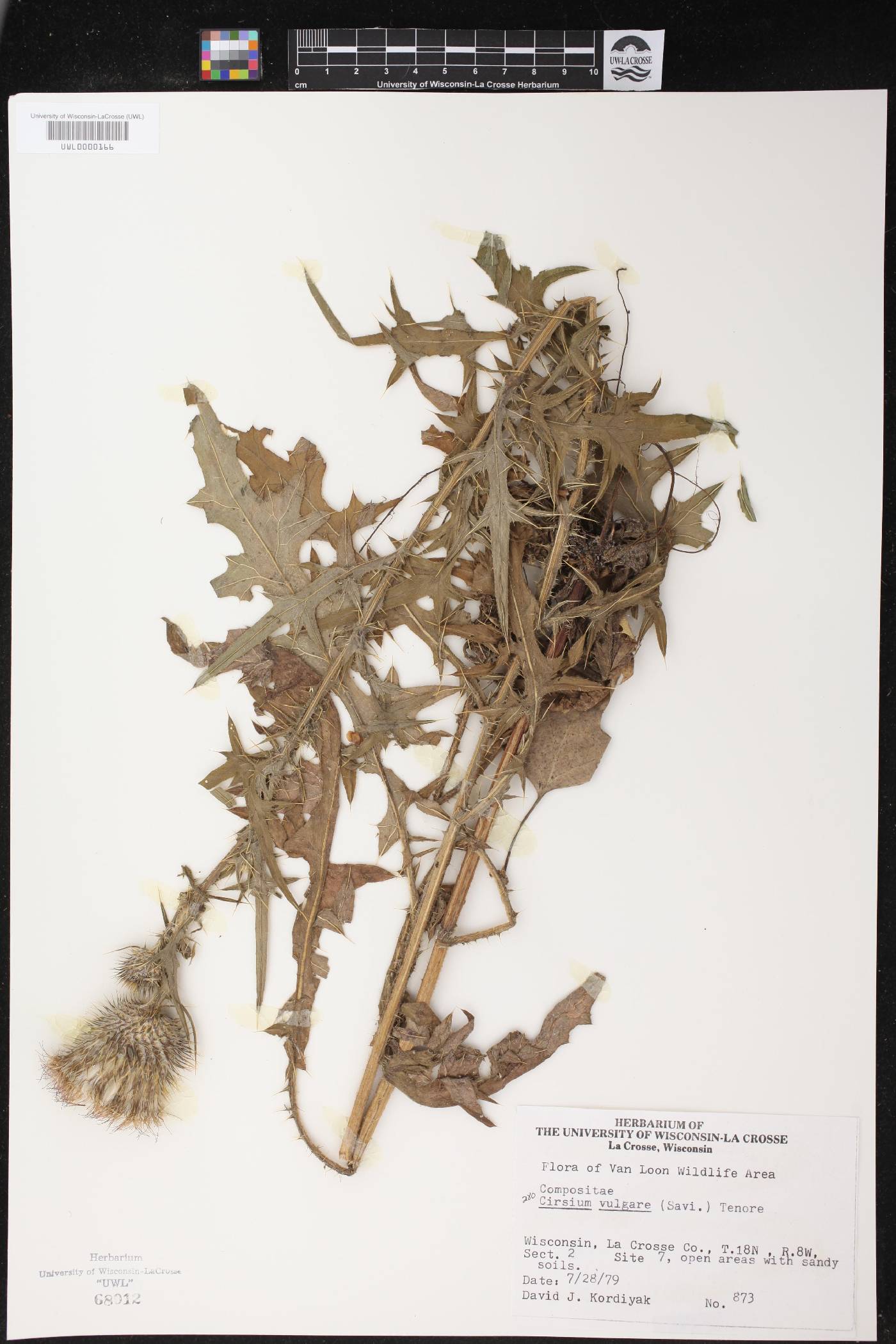 Cirsium vulgare image