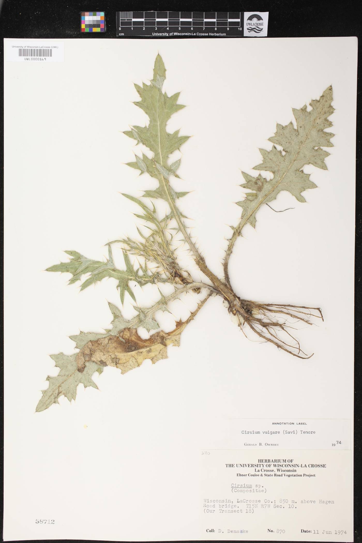Cirsium vulgare image
