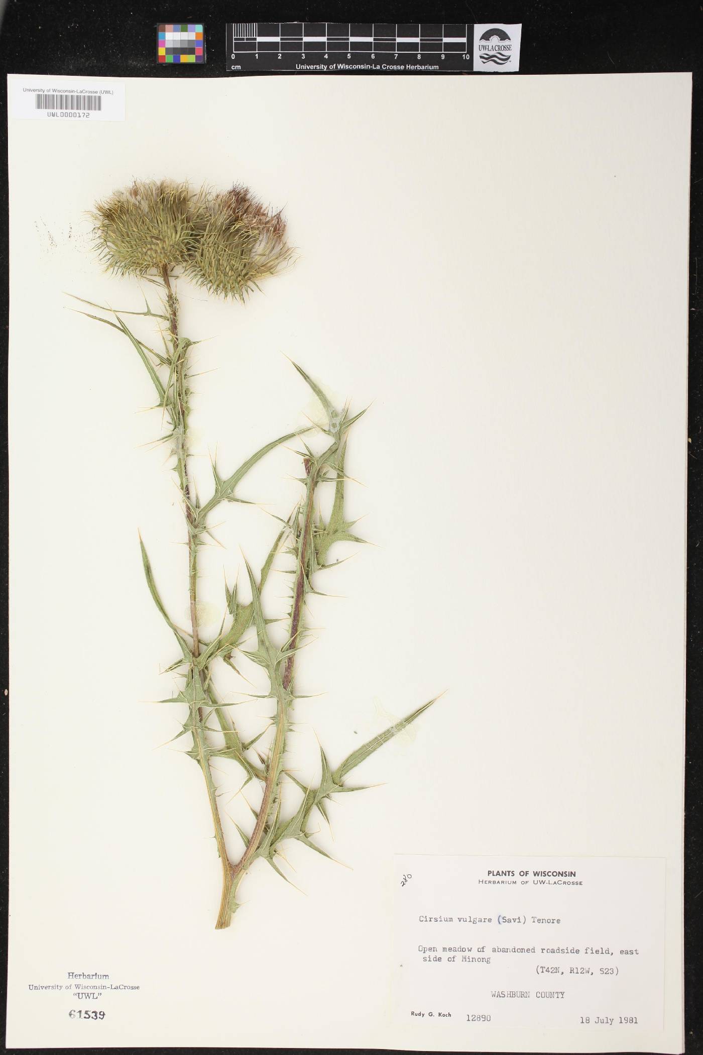 Cirsium vulgare image