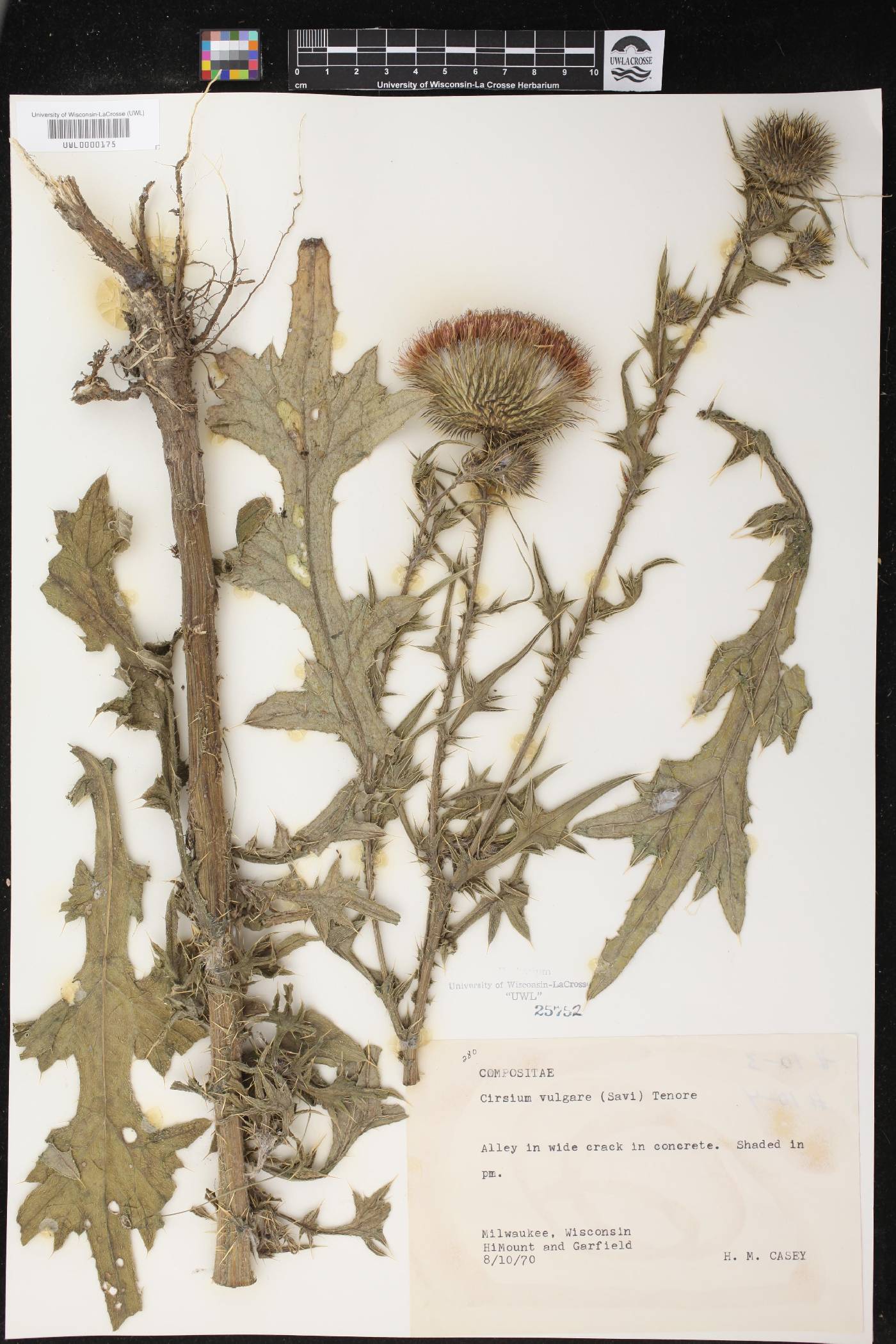 Cirsium vulgare image