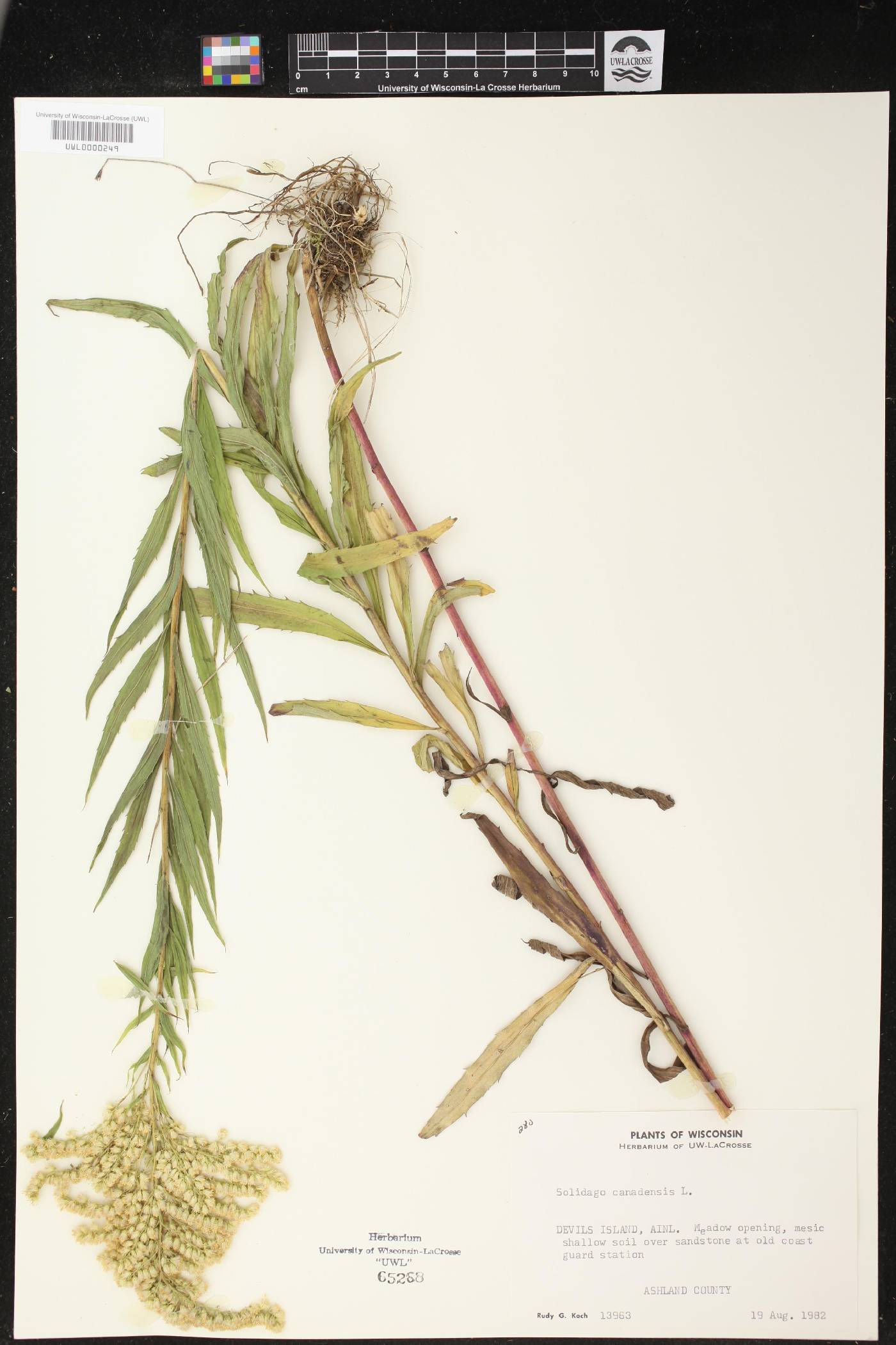 Solidago canadensis image