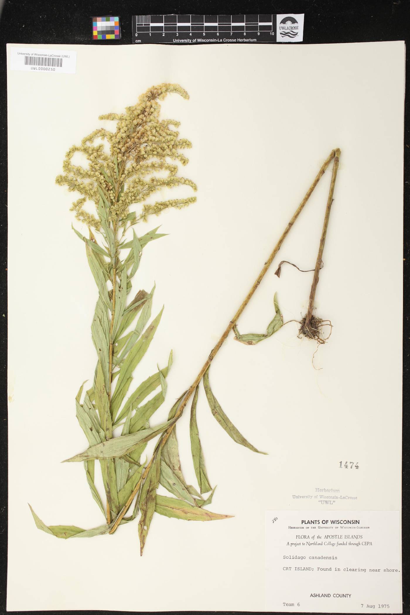Solidago canadensis image