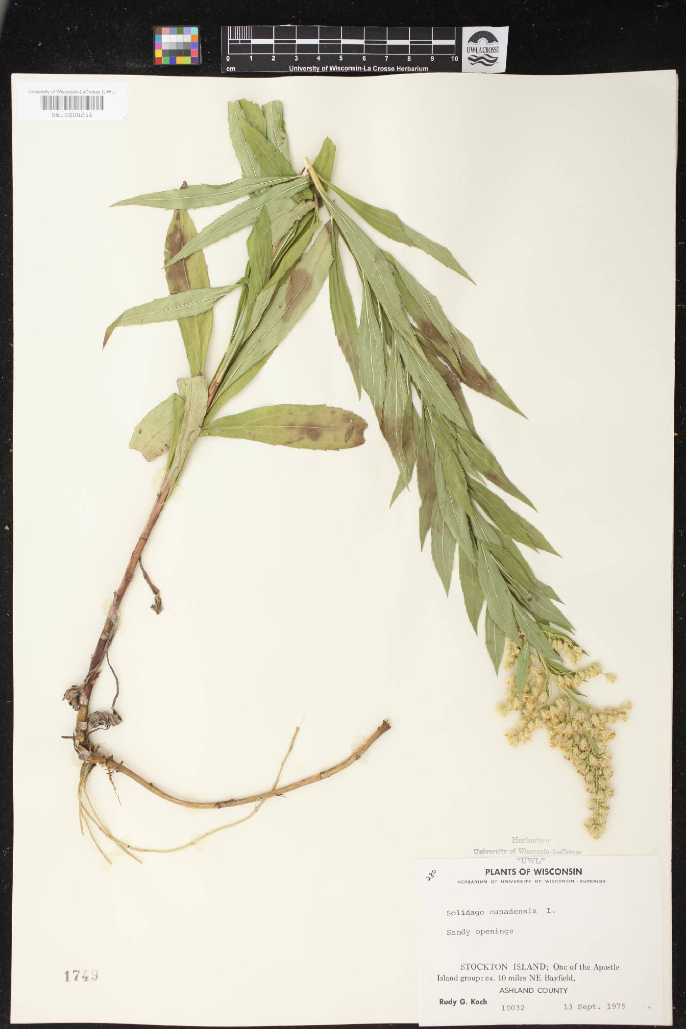 Solidago canadensis image