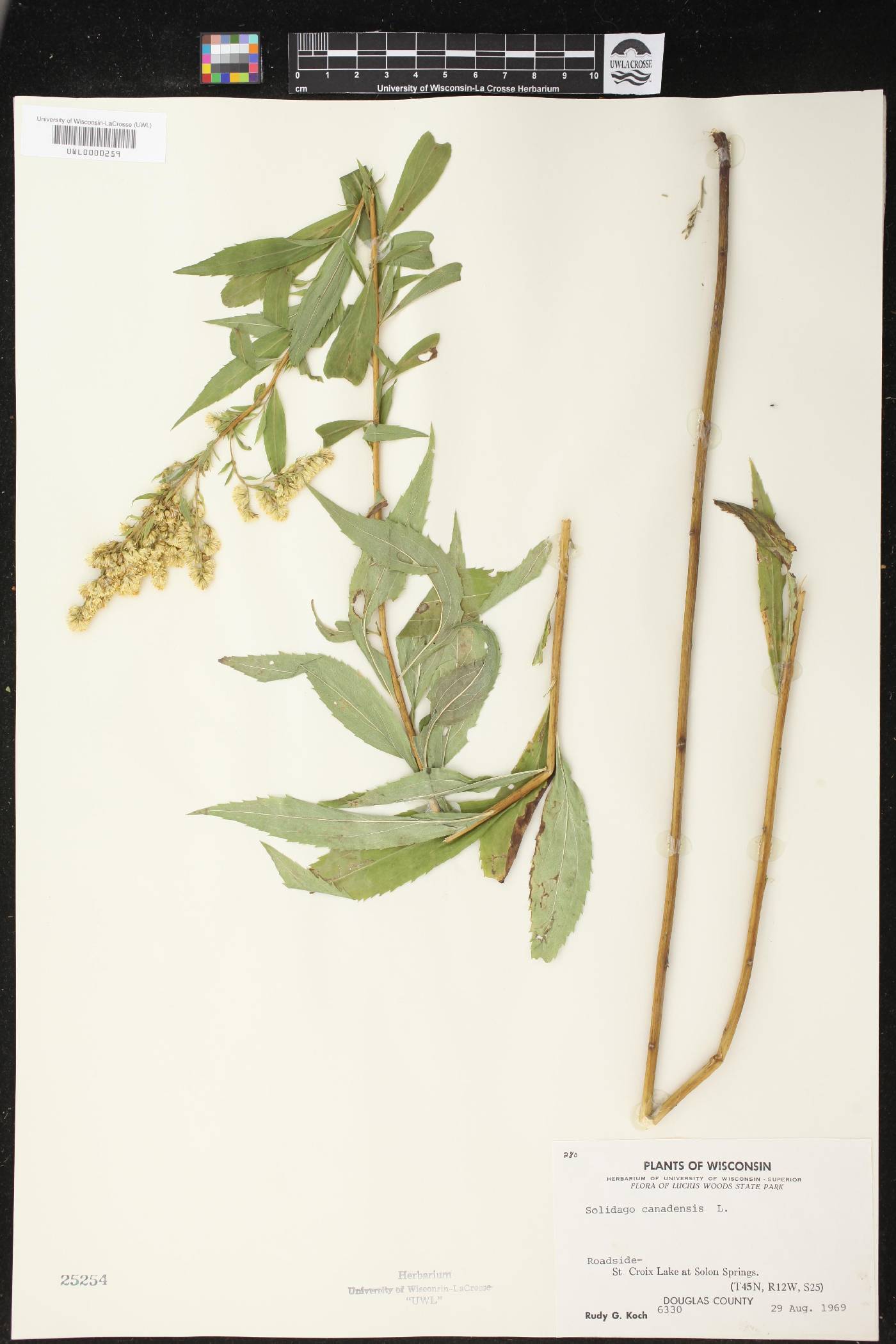 Solidago canadensis image