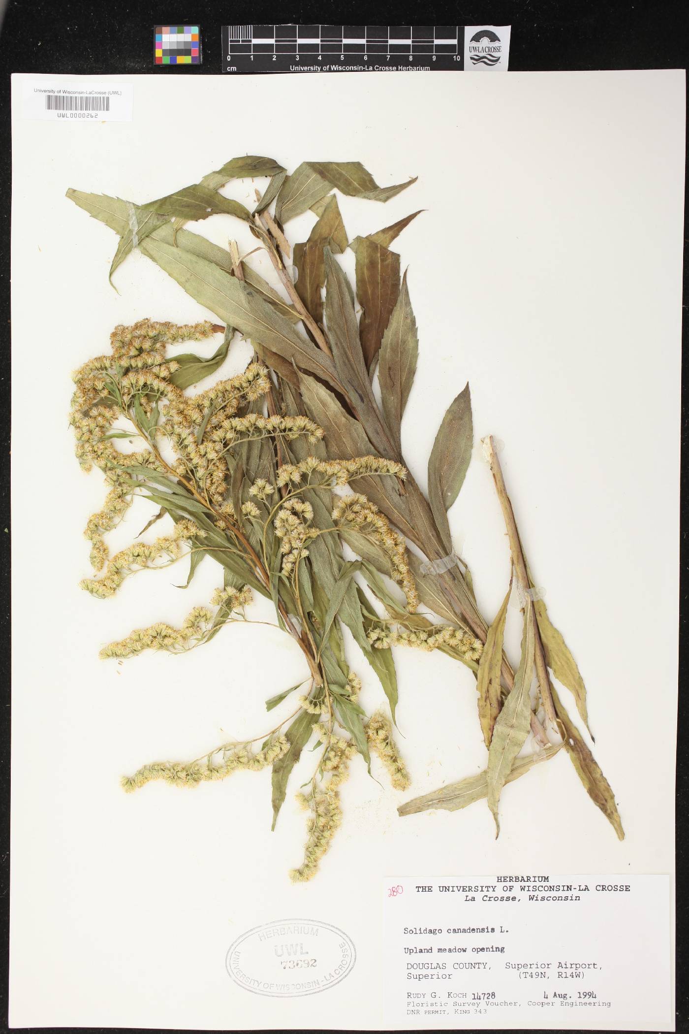 Solidago canadensis image