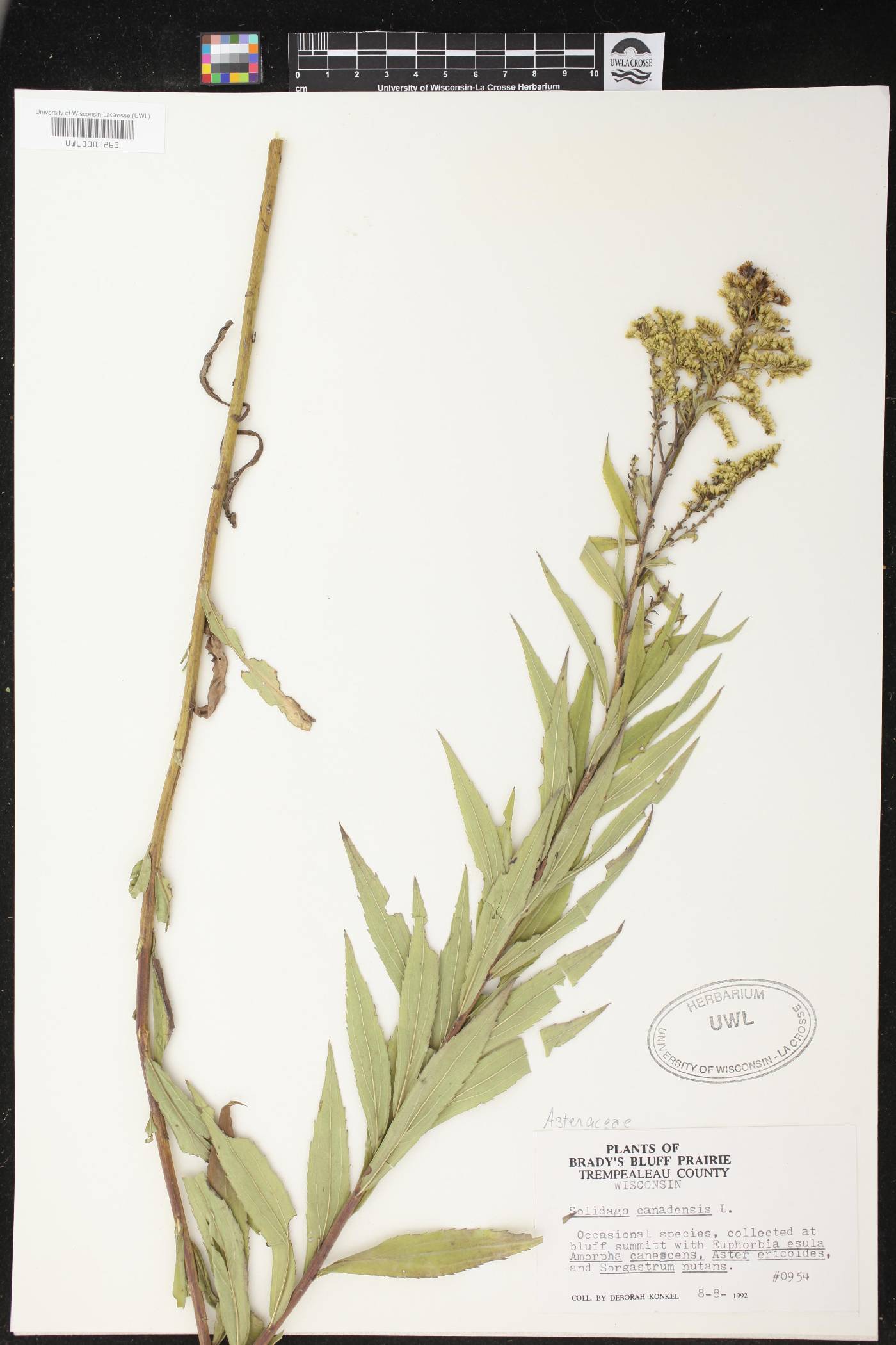 Solidago canadensis image