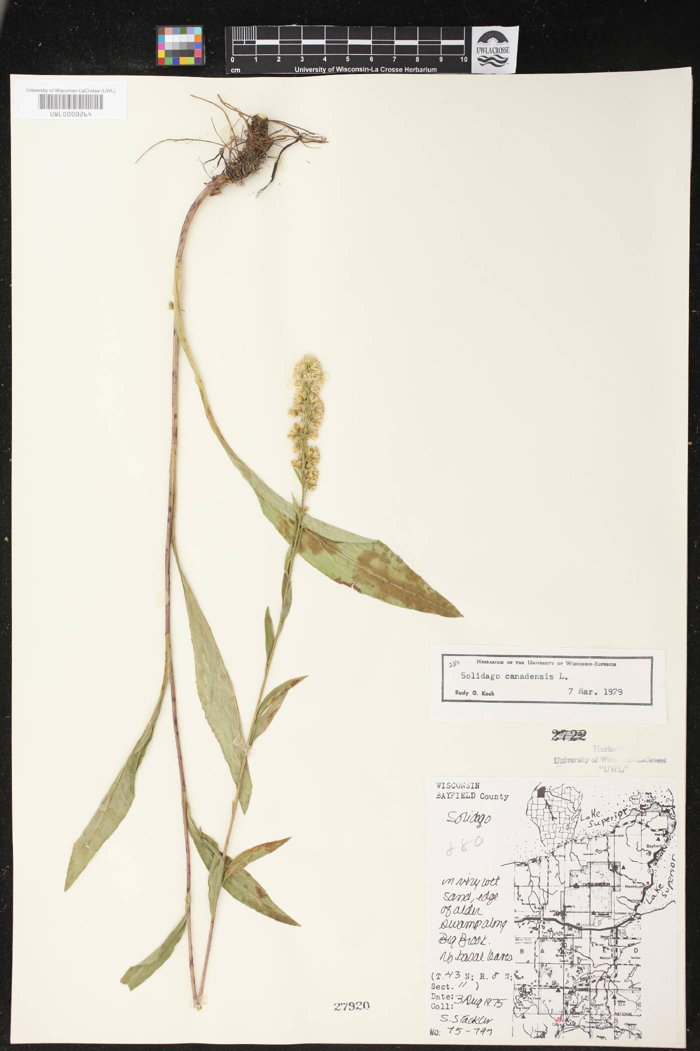 Solidago canadensis image