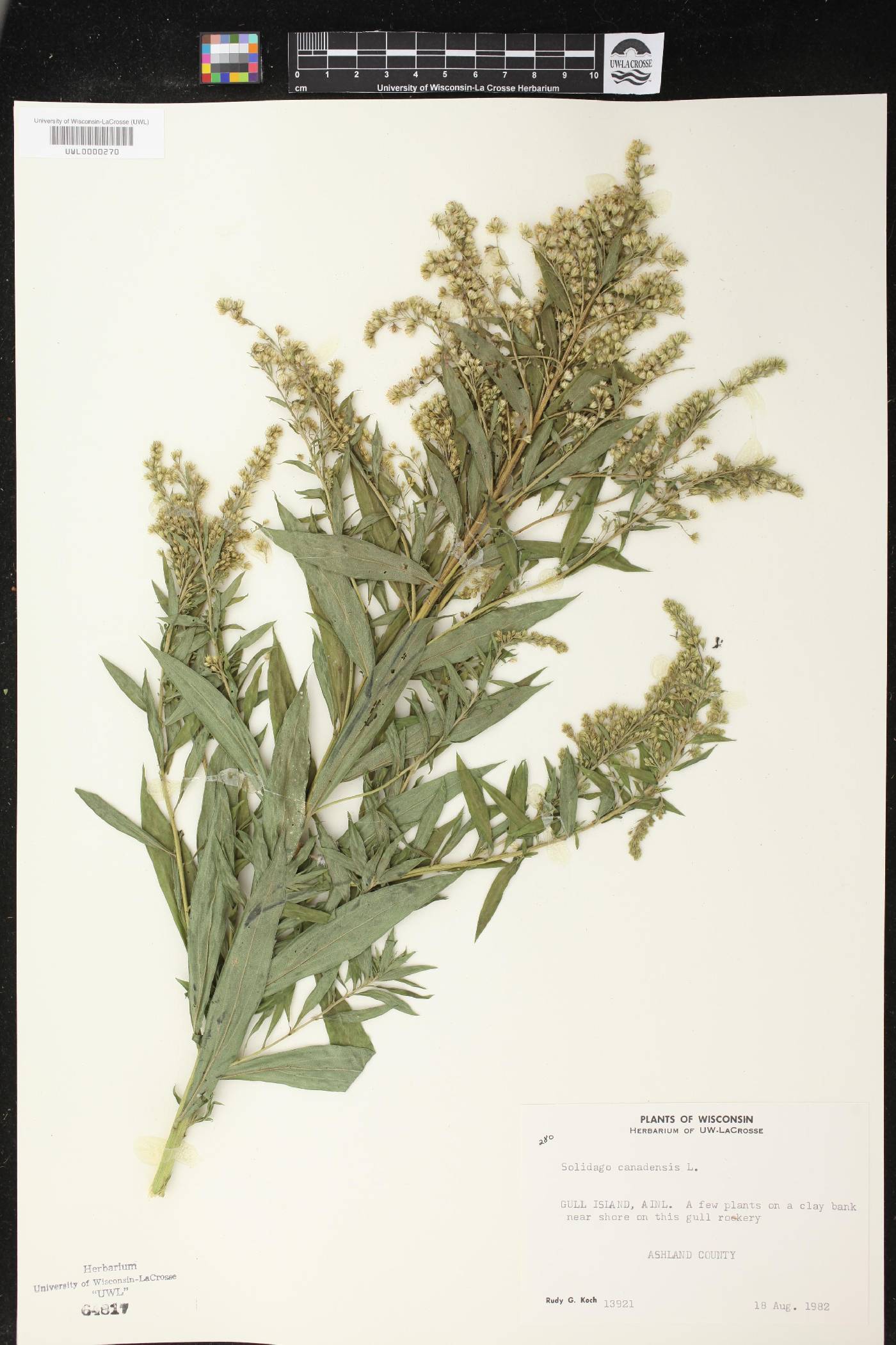 Solidago canadensis image