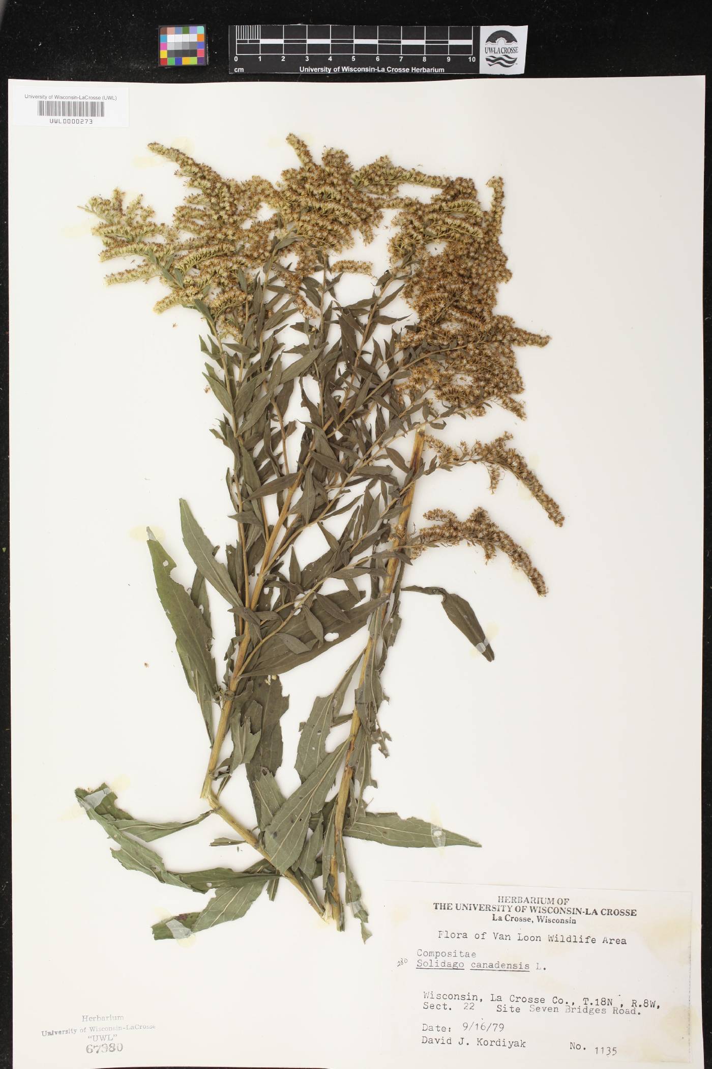 Solidago canadensis image