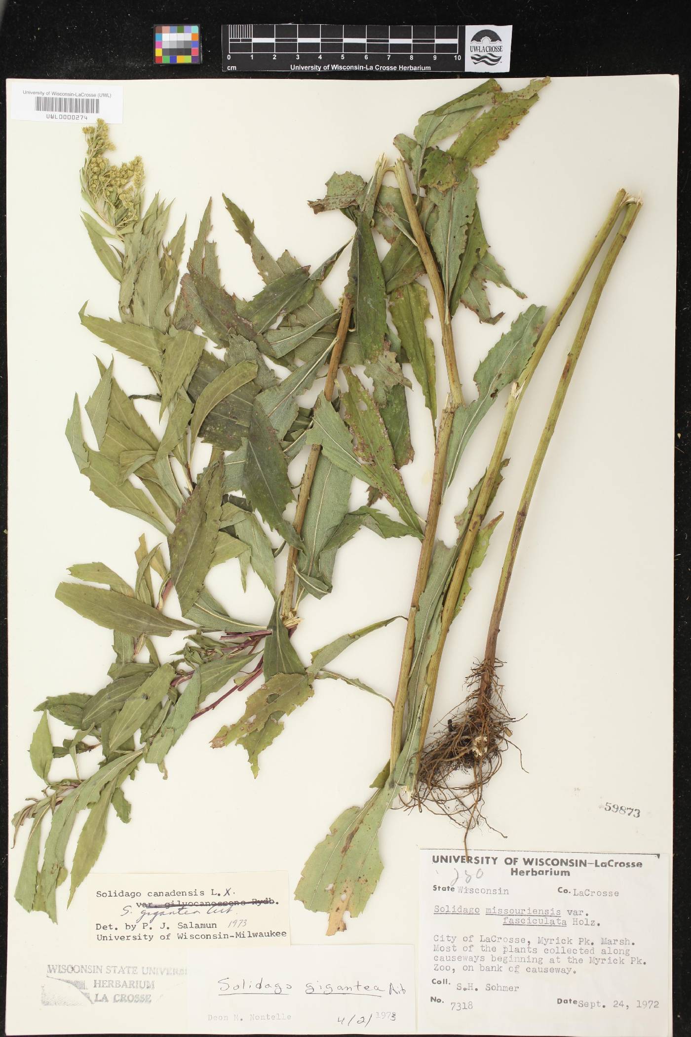 Solidago canadensis image