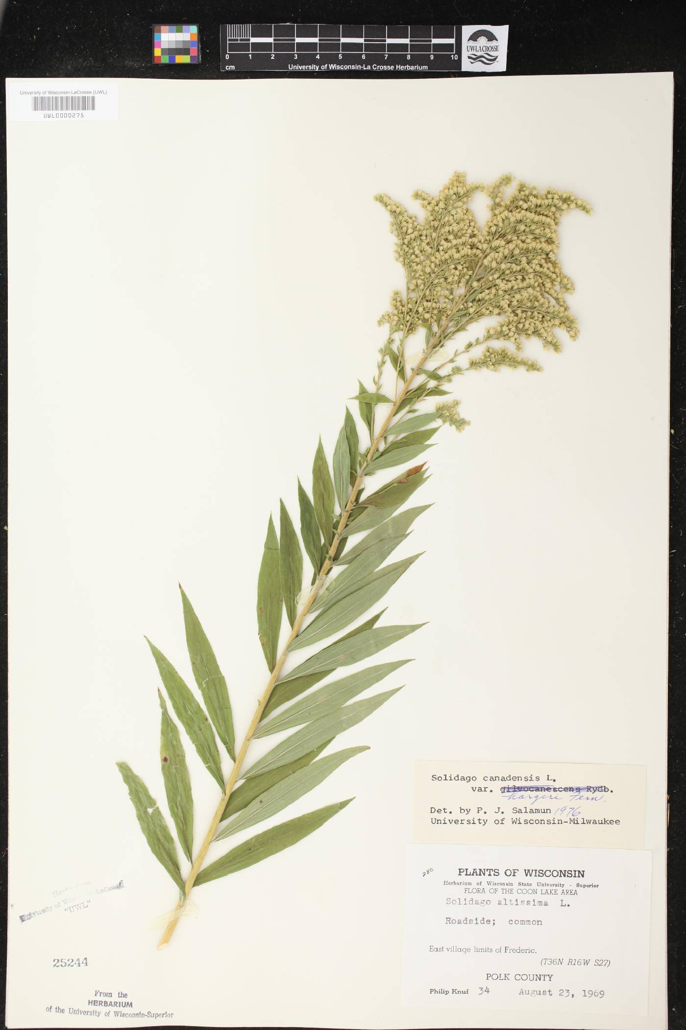 Solidago canadensis image