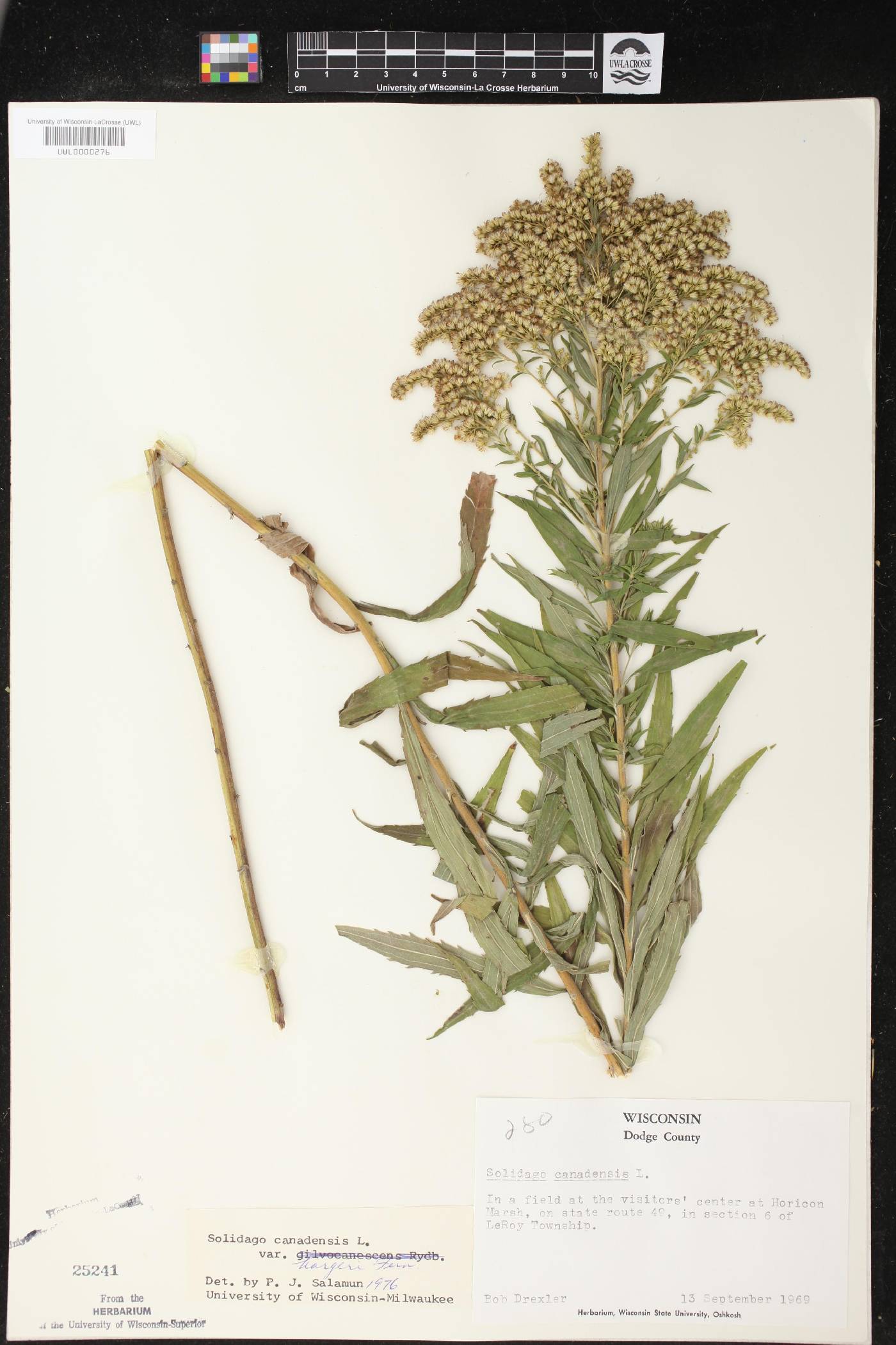 Solidago canadensis image