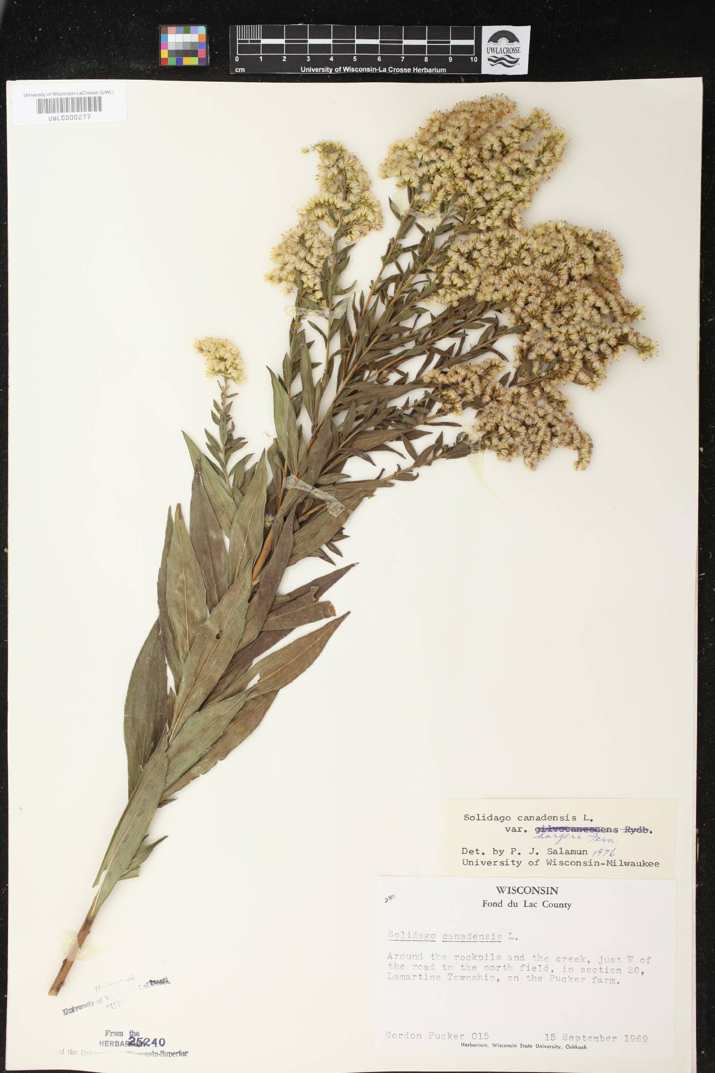 Solidago canadensis image