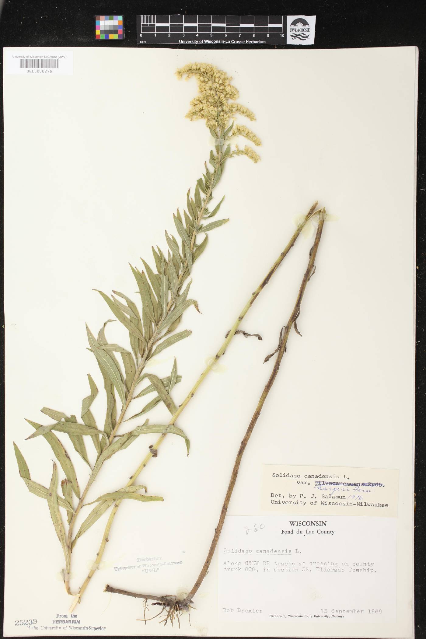 Solidago canadensis image