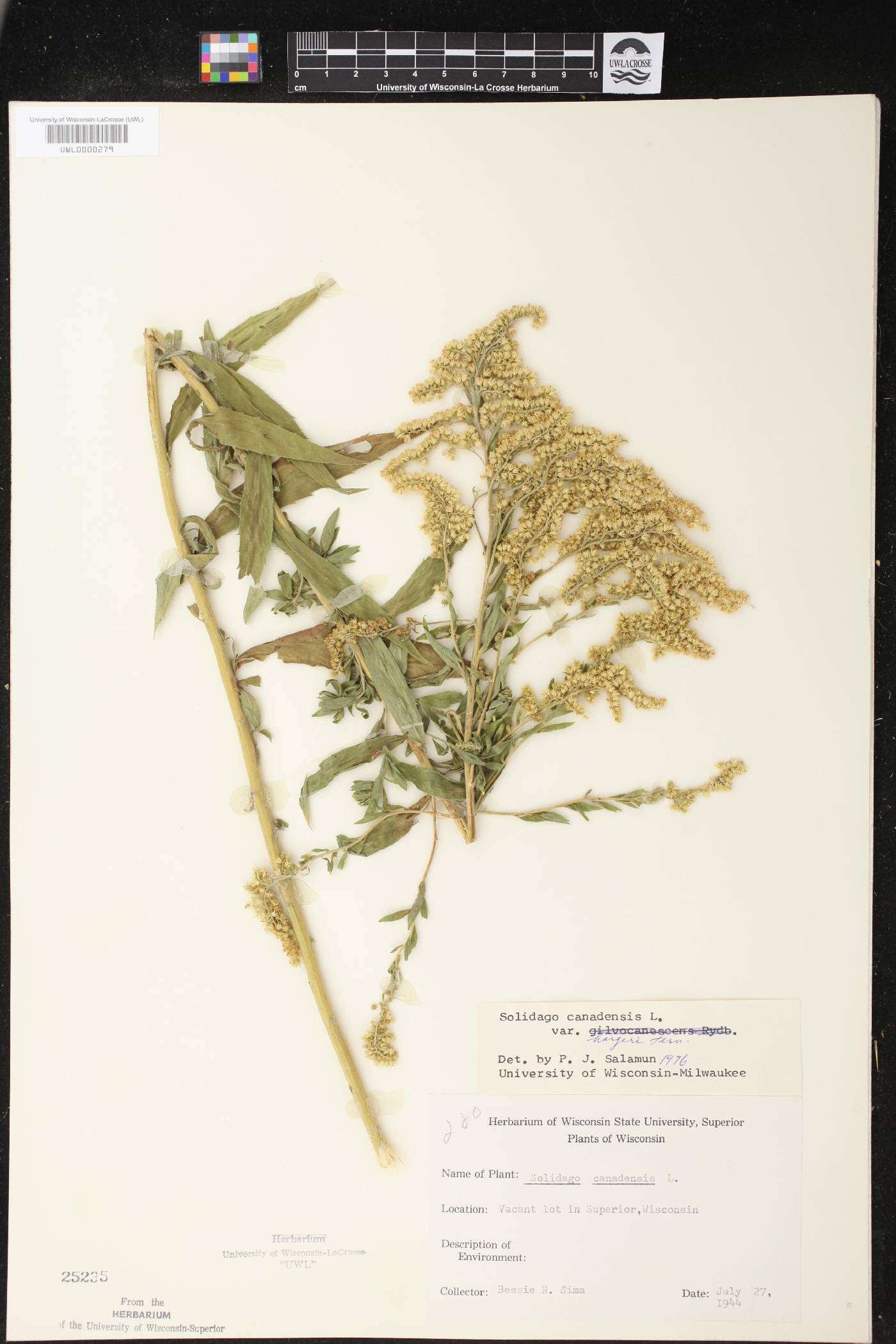 Solidago canadensis image