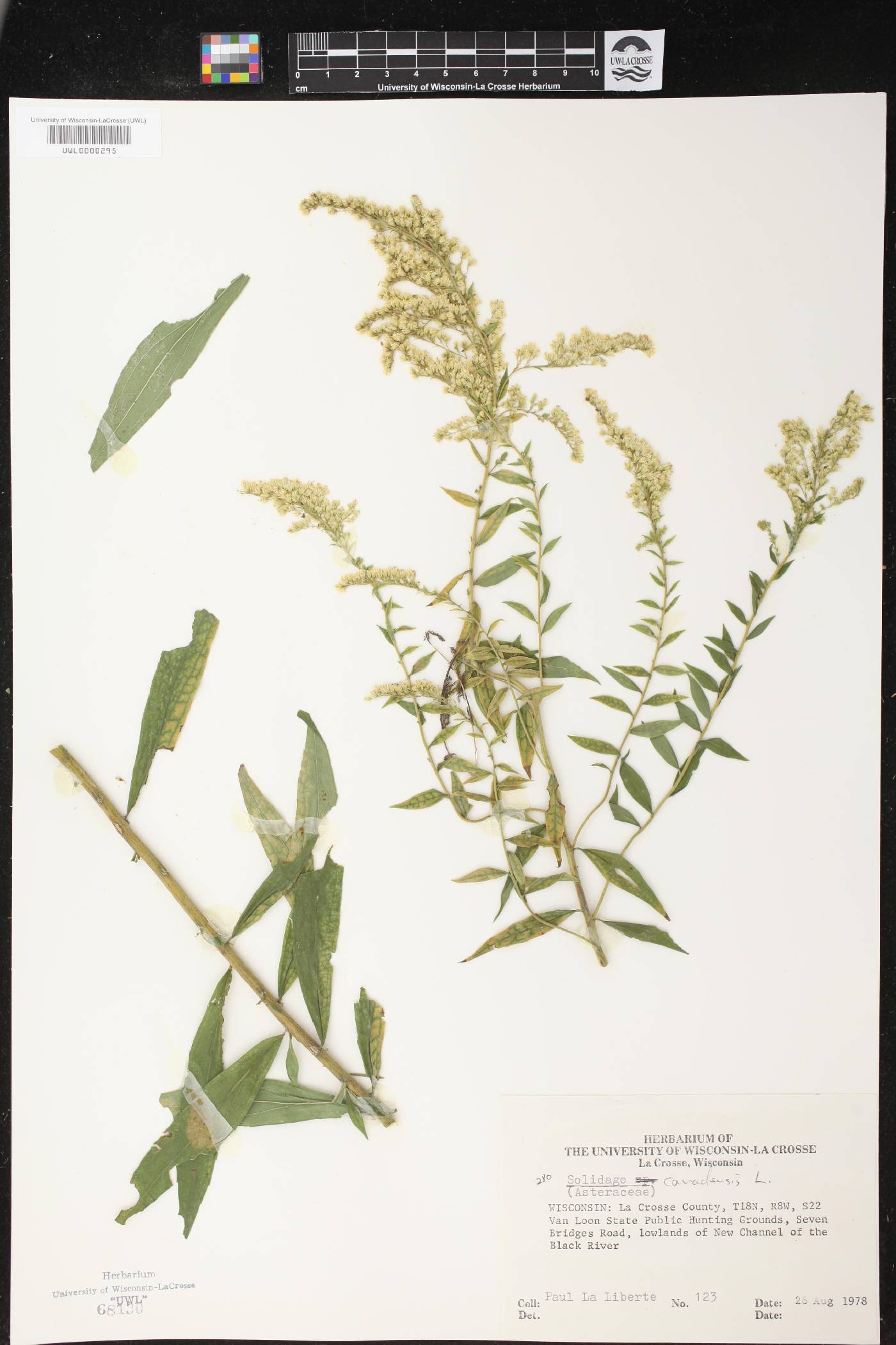 Solidago canadensis image