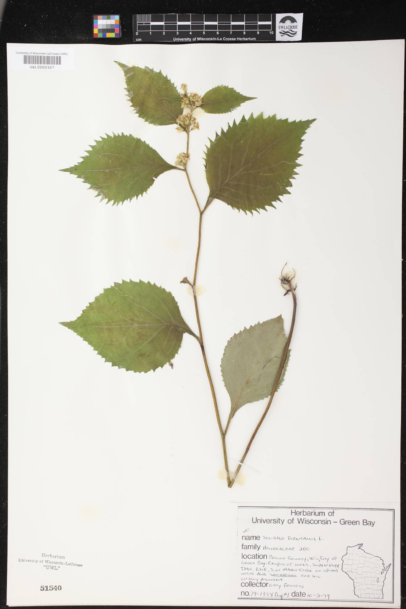 Solidago flexicaulis image