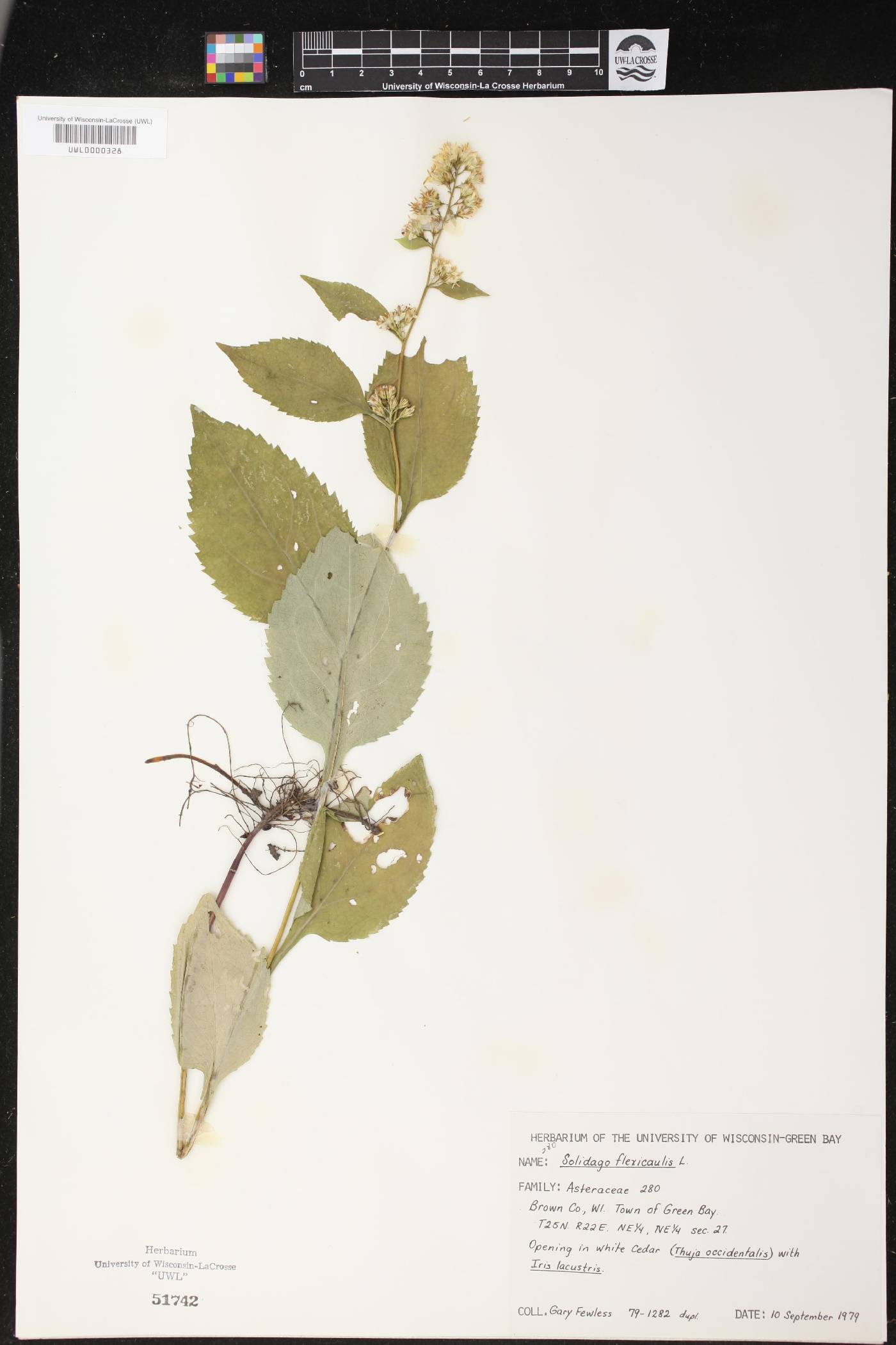 Solidago flexicaulis image