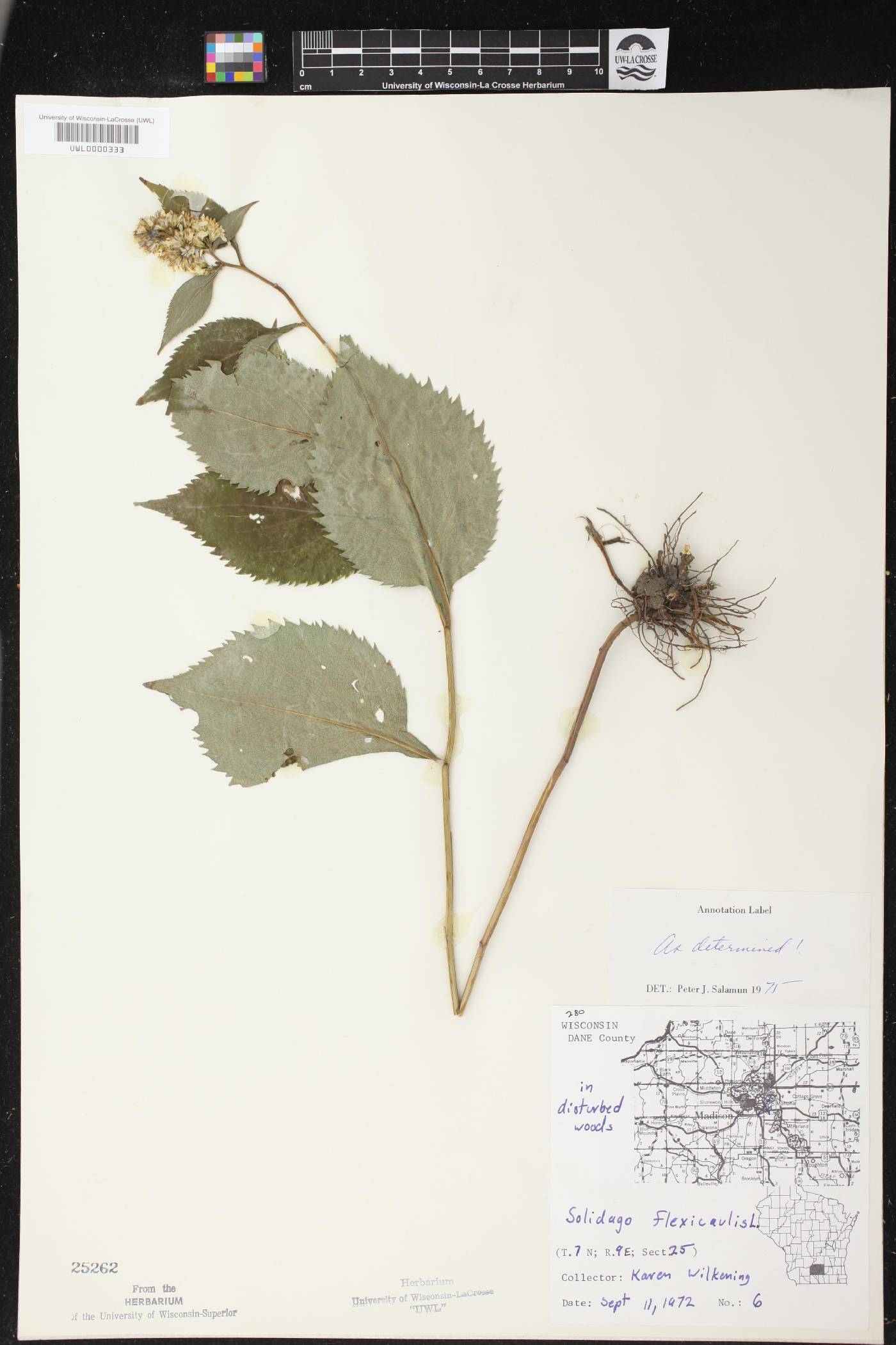 Solidago flexicaulis image