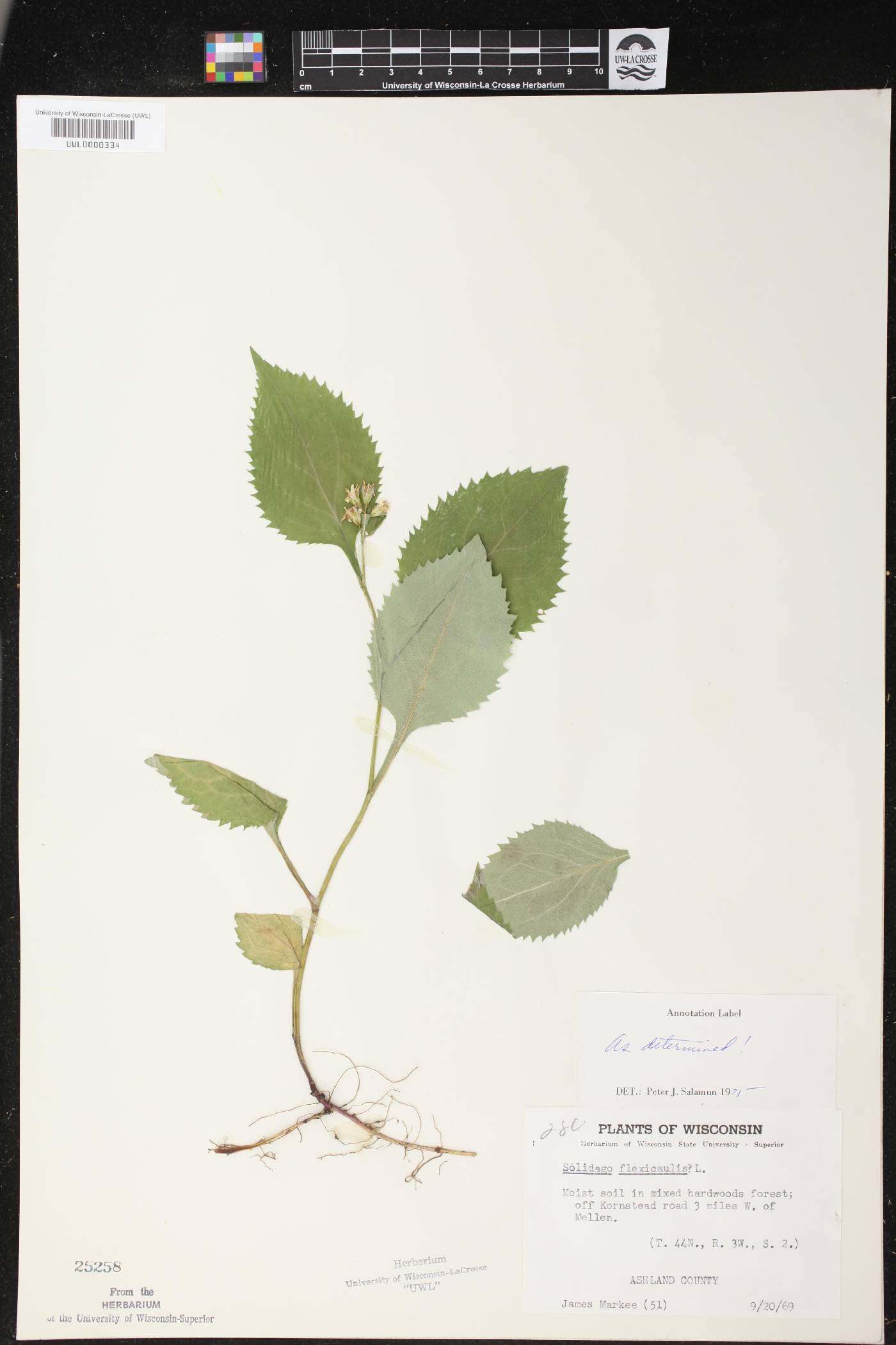 Solidago flexicaulis image