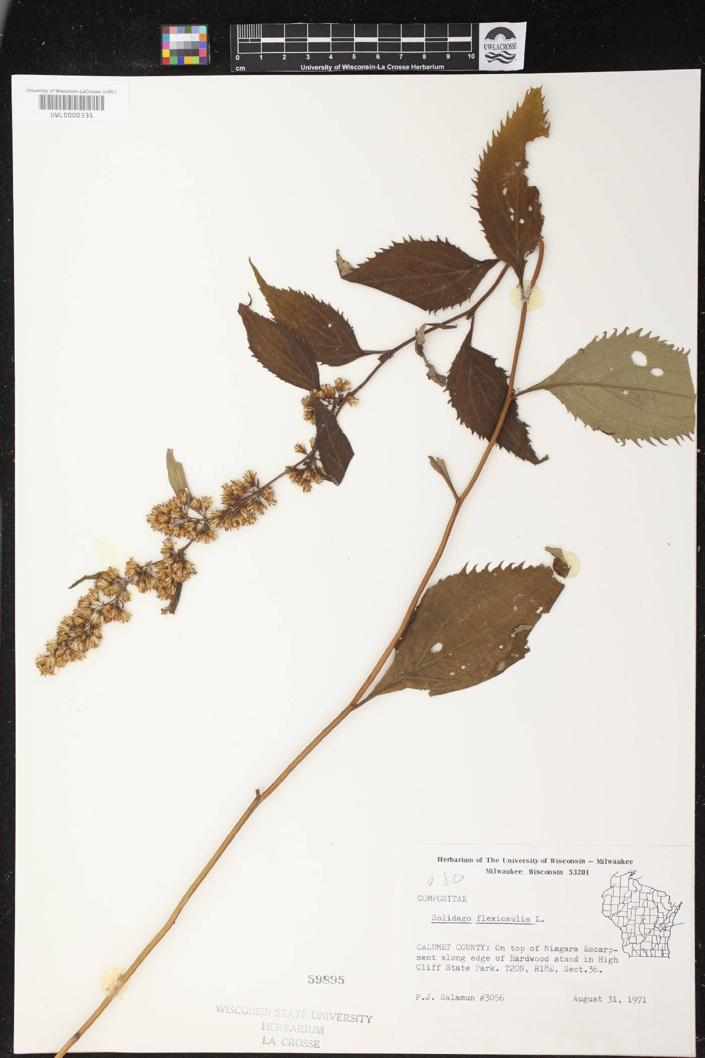 Solidago flexicaulis image