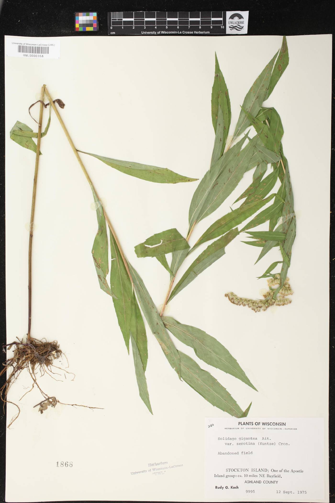 Solidago gigantea image