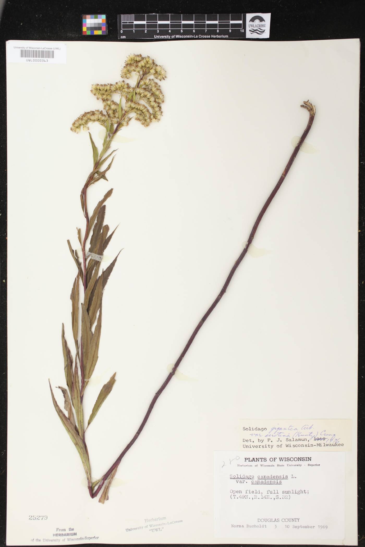 Solidago gigantea image