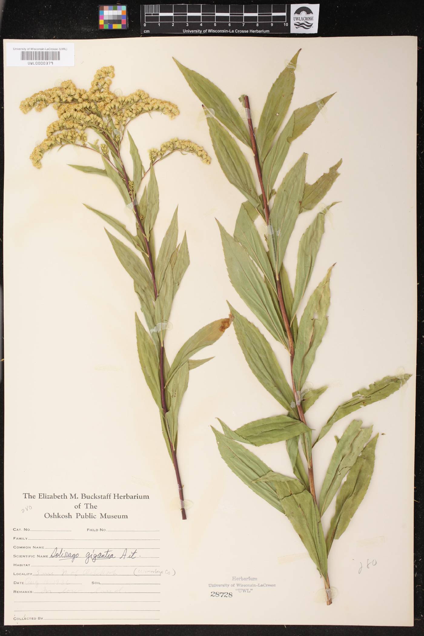 Solidago gigantea image