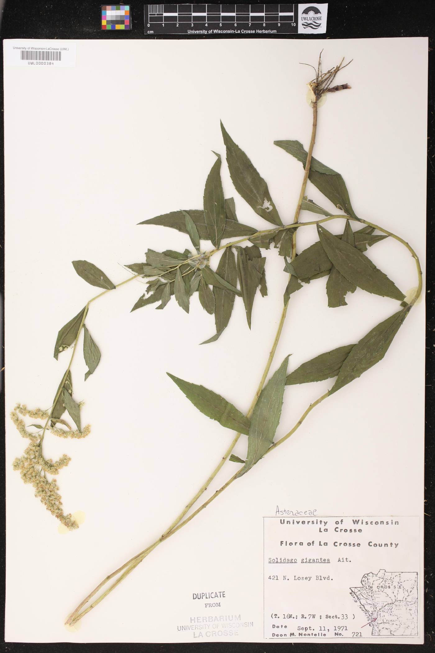 Solidago gigantea image