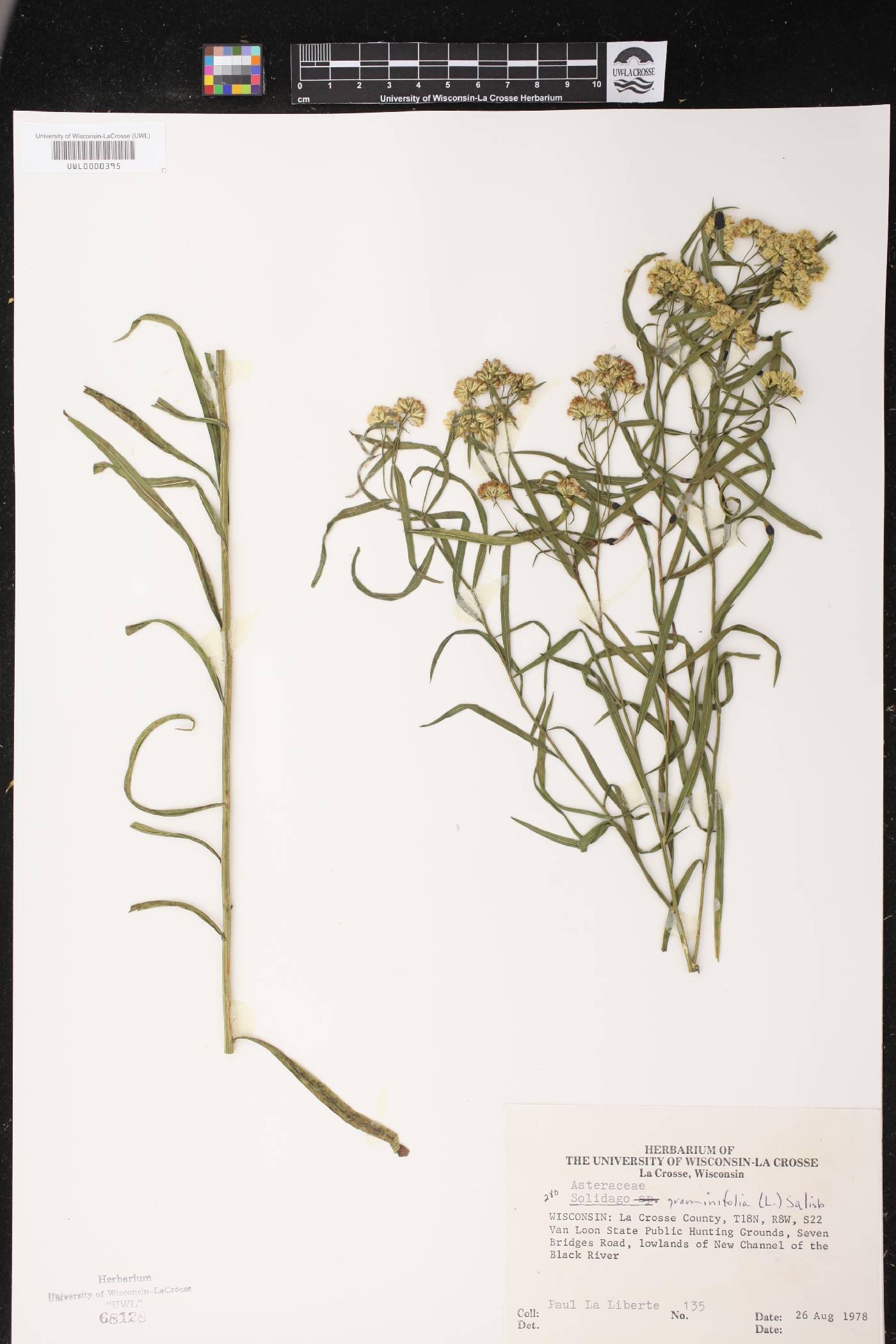 Euthamia graminifolia image