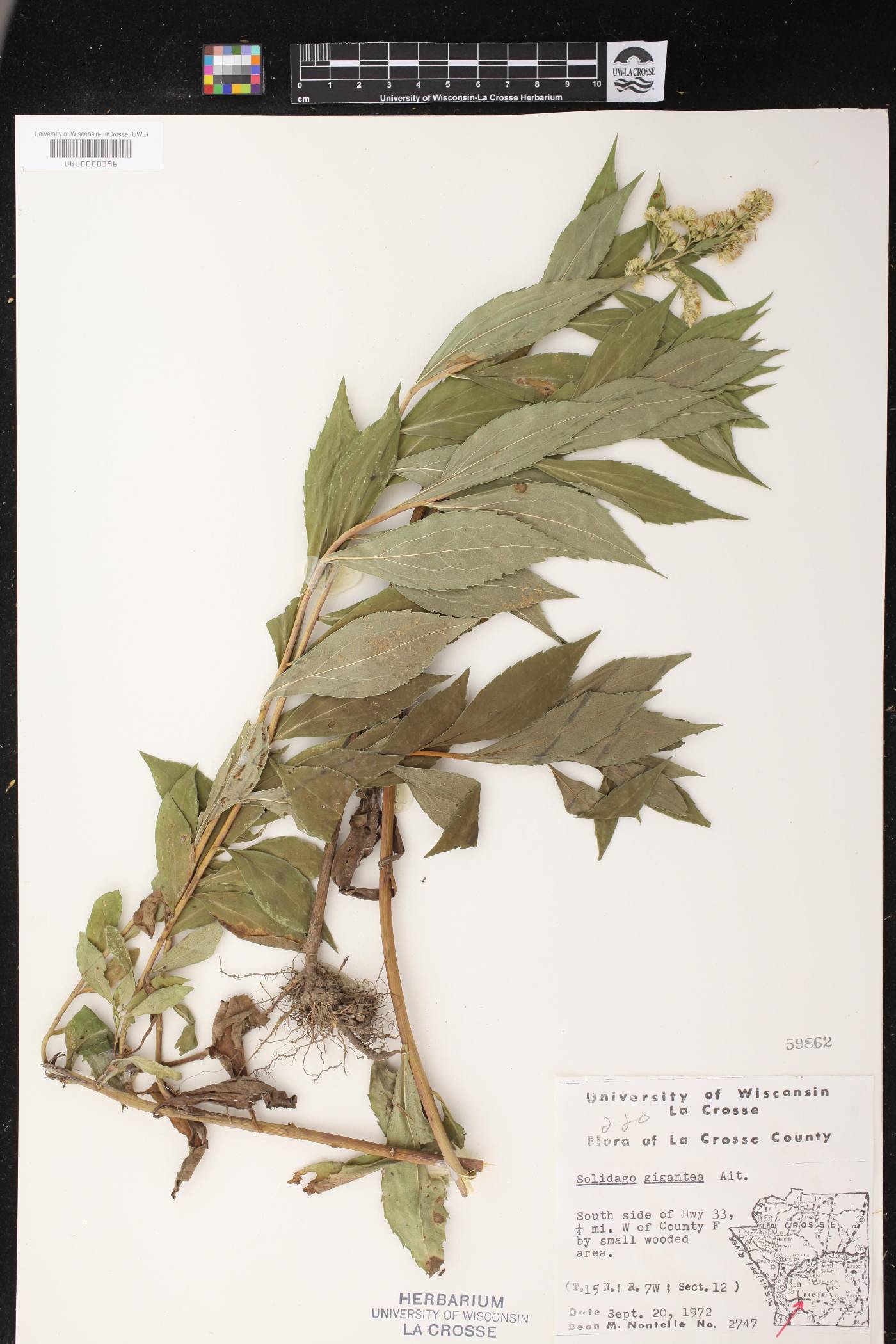 Solidago gigantea image