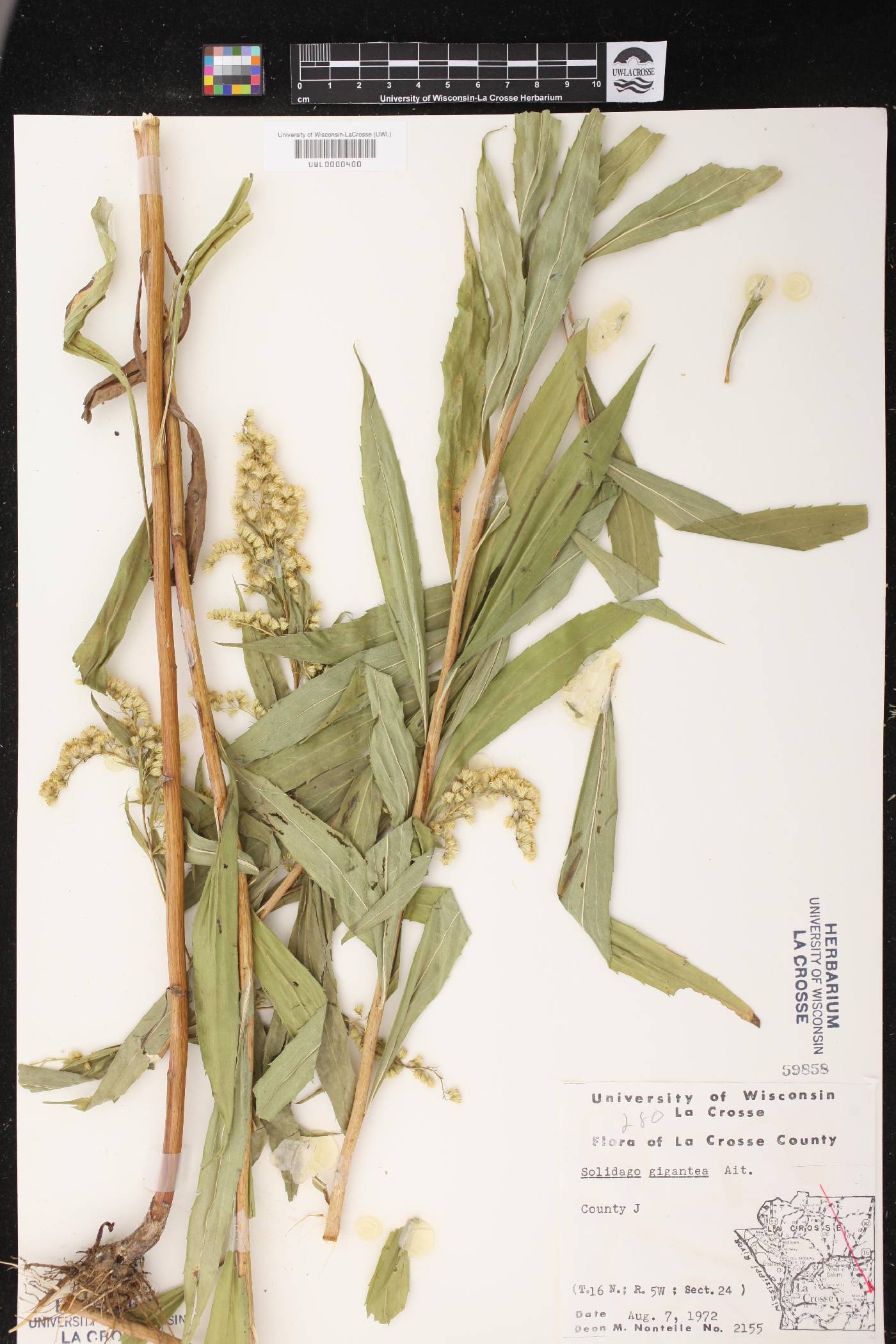 Solidago gigantea image