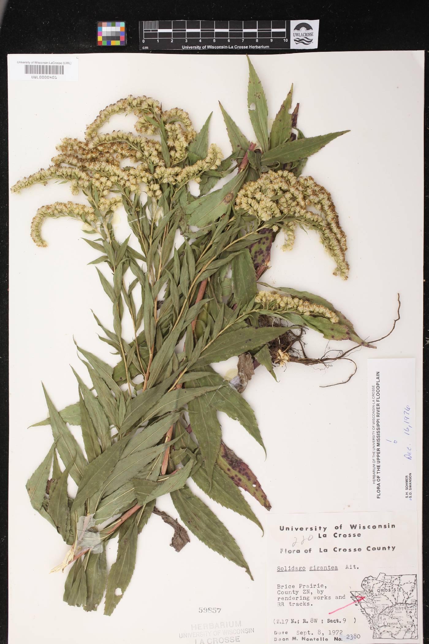 Solidago gigantea image