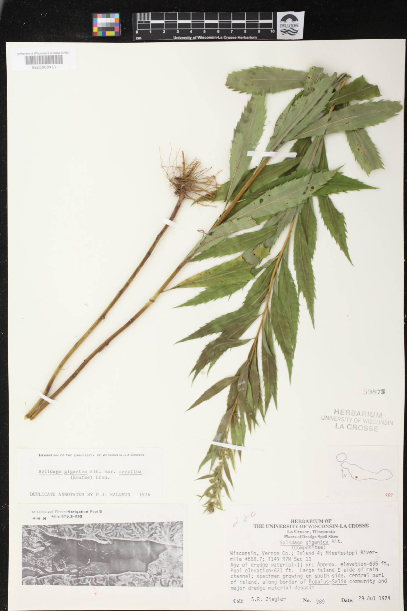 Solidago gigantea image
