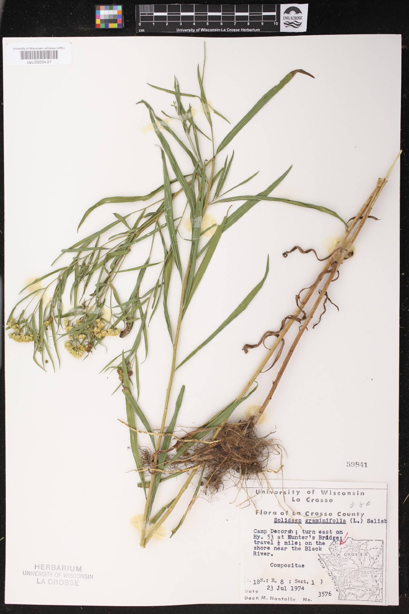 Euthamia graminifolia image