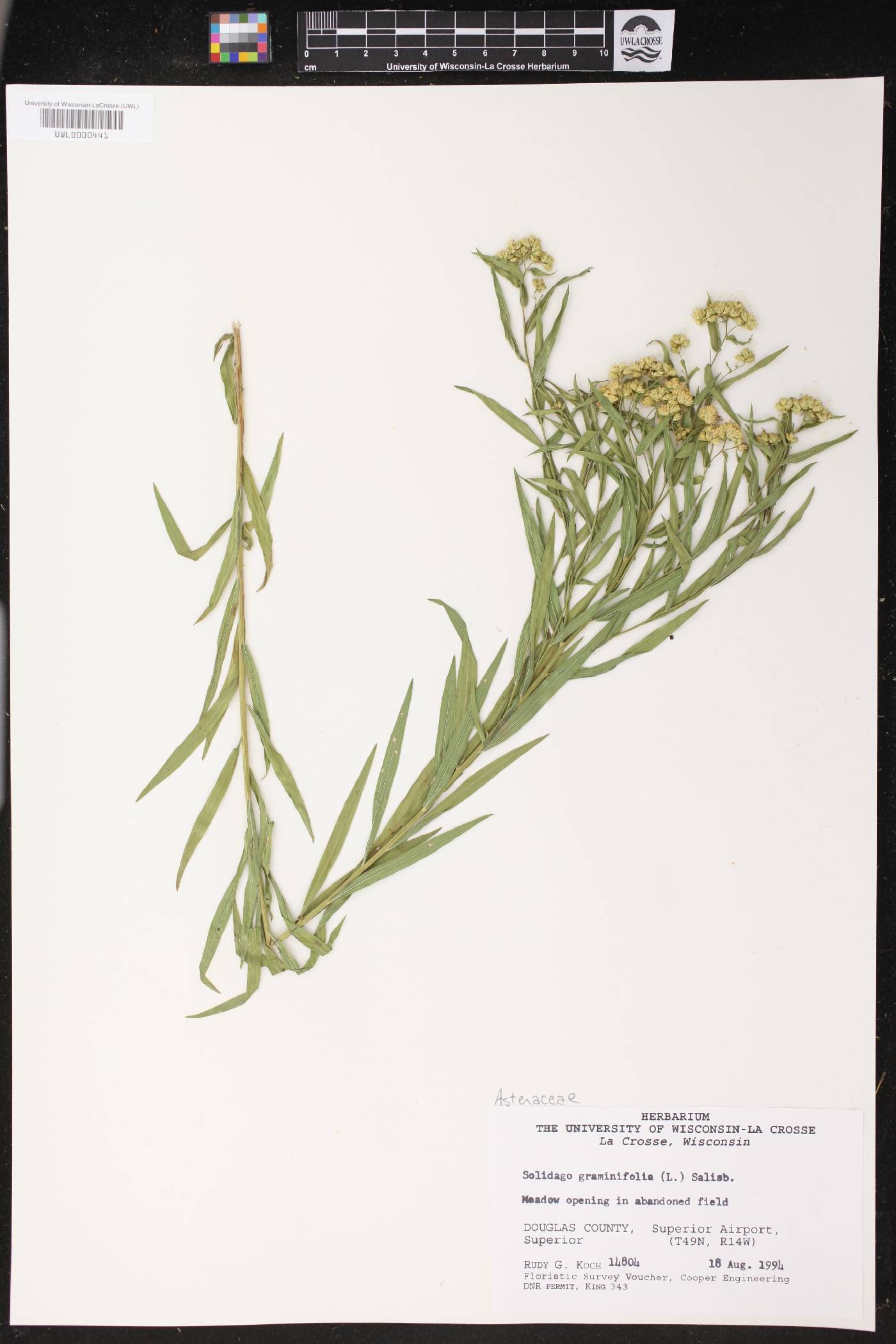 Euthamia graminifolia image